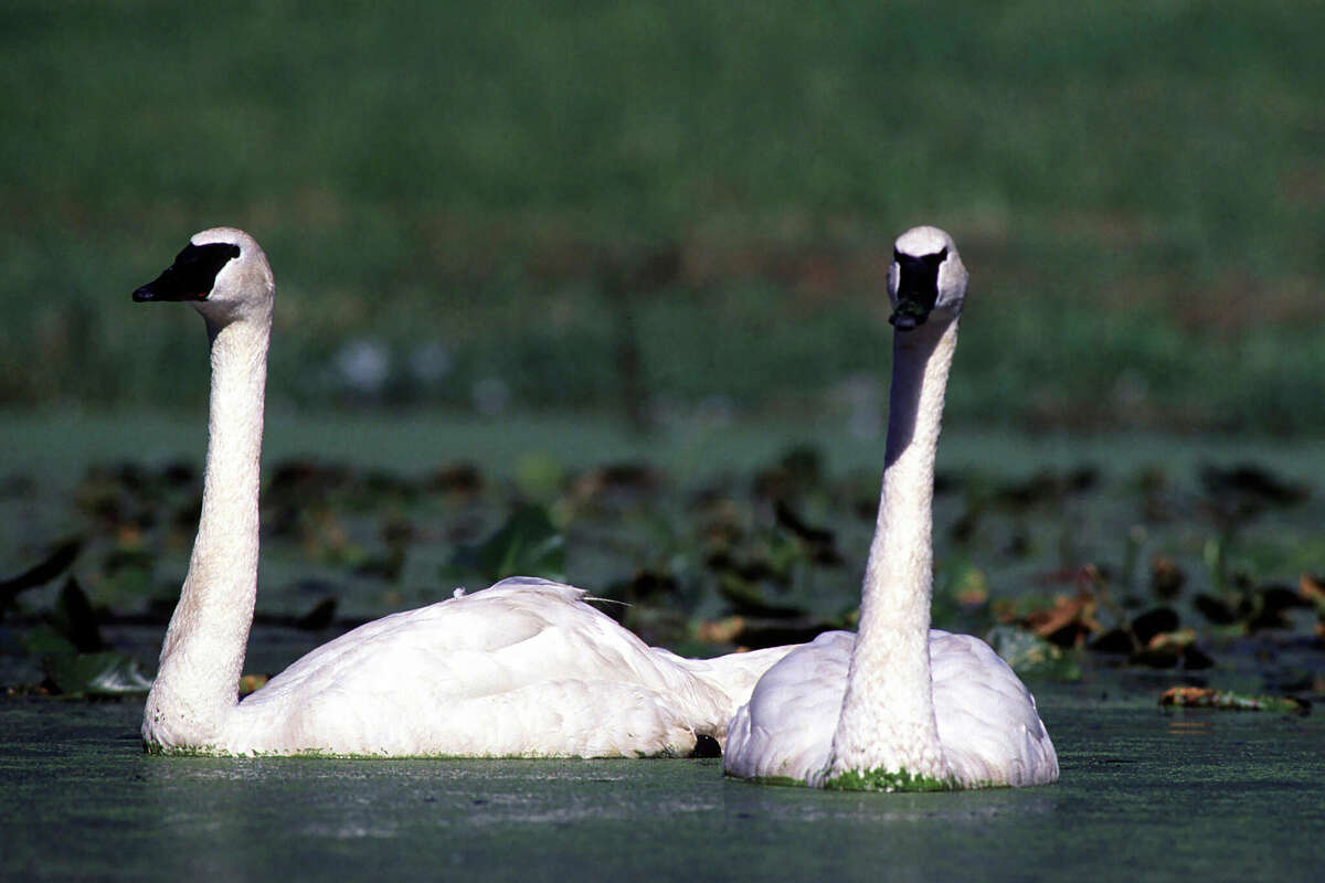 Michigan removes 36 species from state's threatened, endangered list