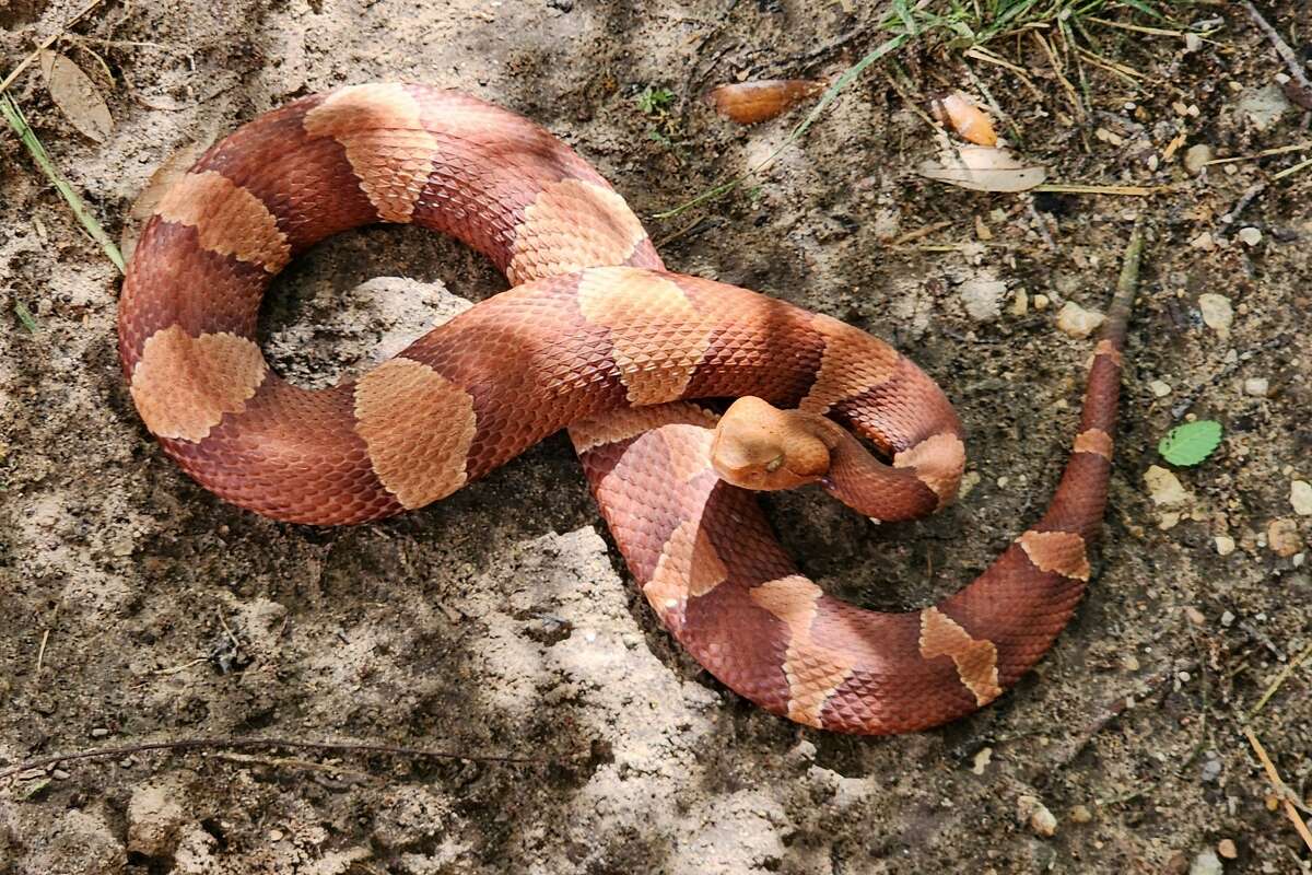 Copperhead snake at Dinosaur Valley named Red Hot Cheeto