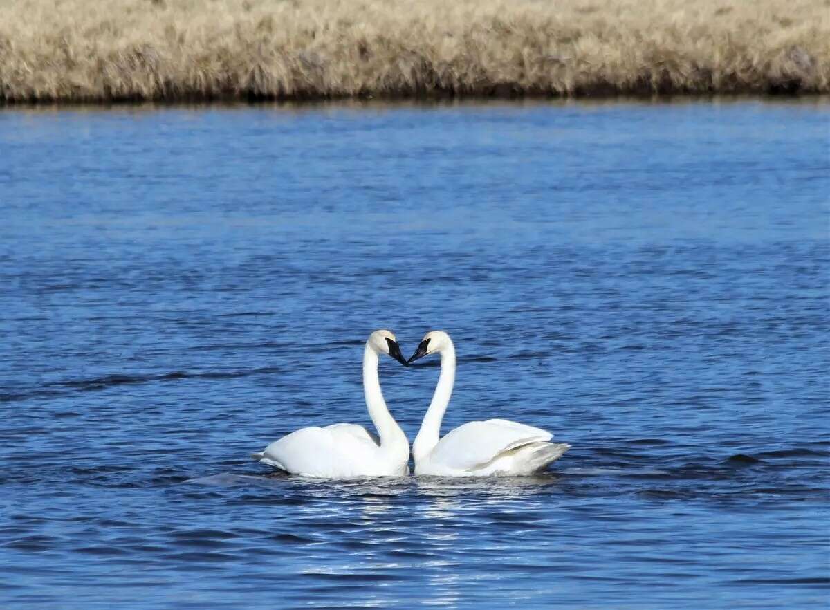 Mute Swans Cause Conflict Between Livingston County, 43 OFF