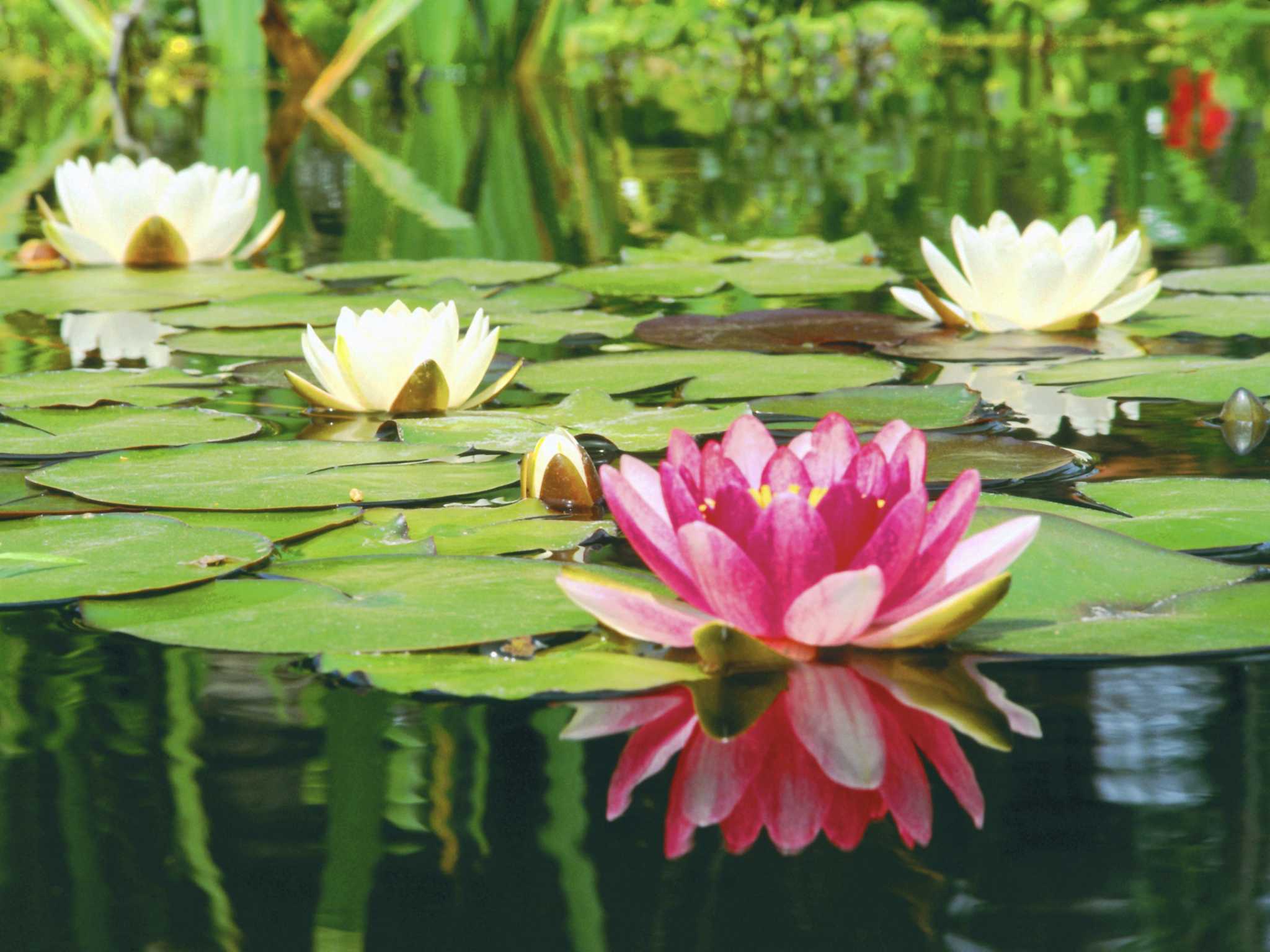 How to Raise the Low Alkalinity of a Pond
