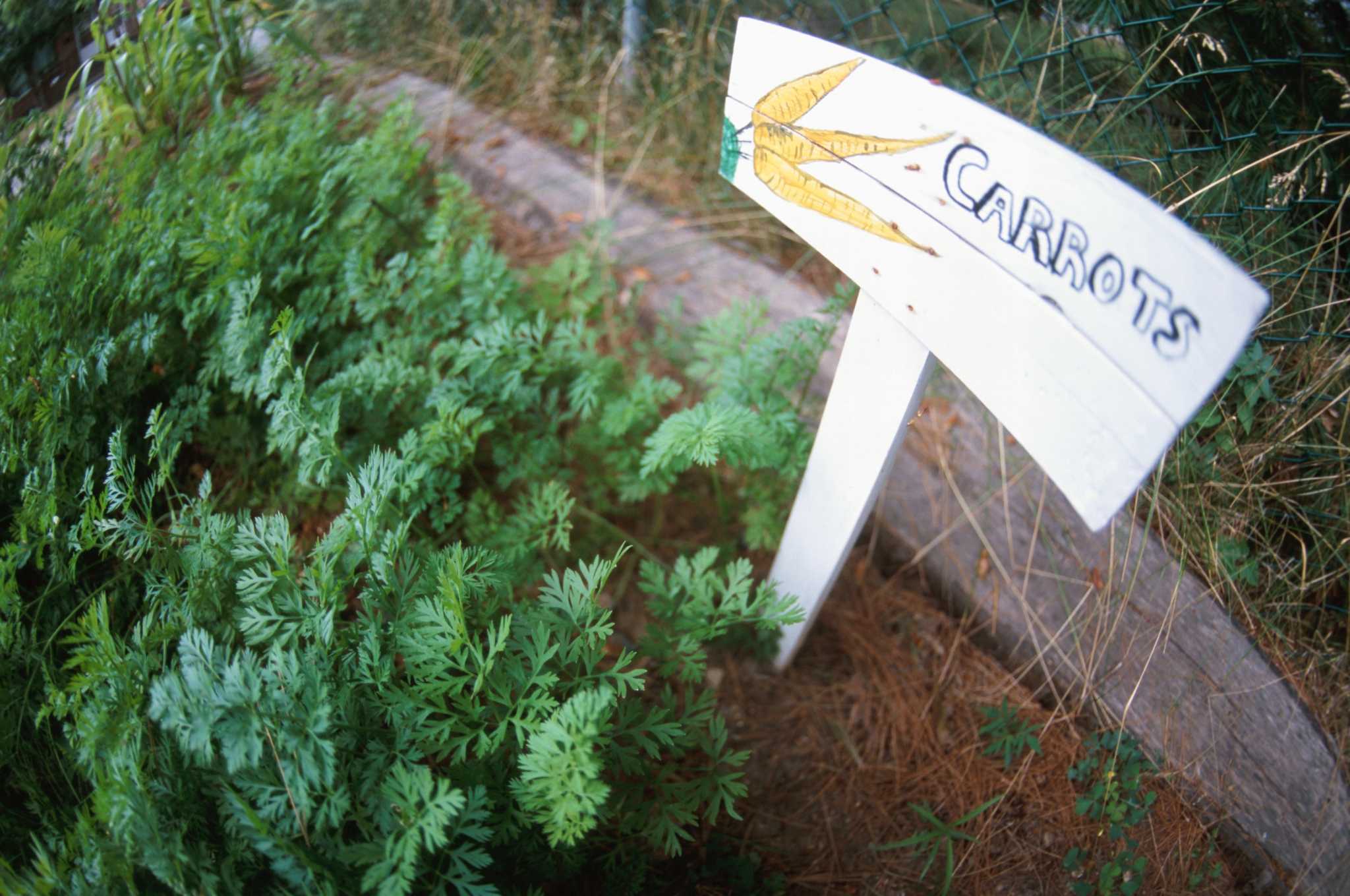 Ratio of Sand for Raised Bed Soil