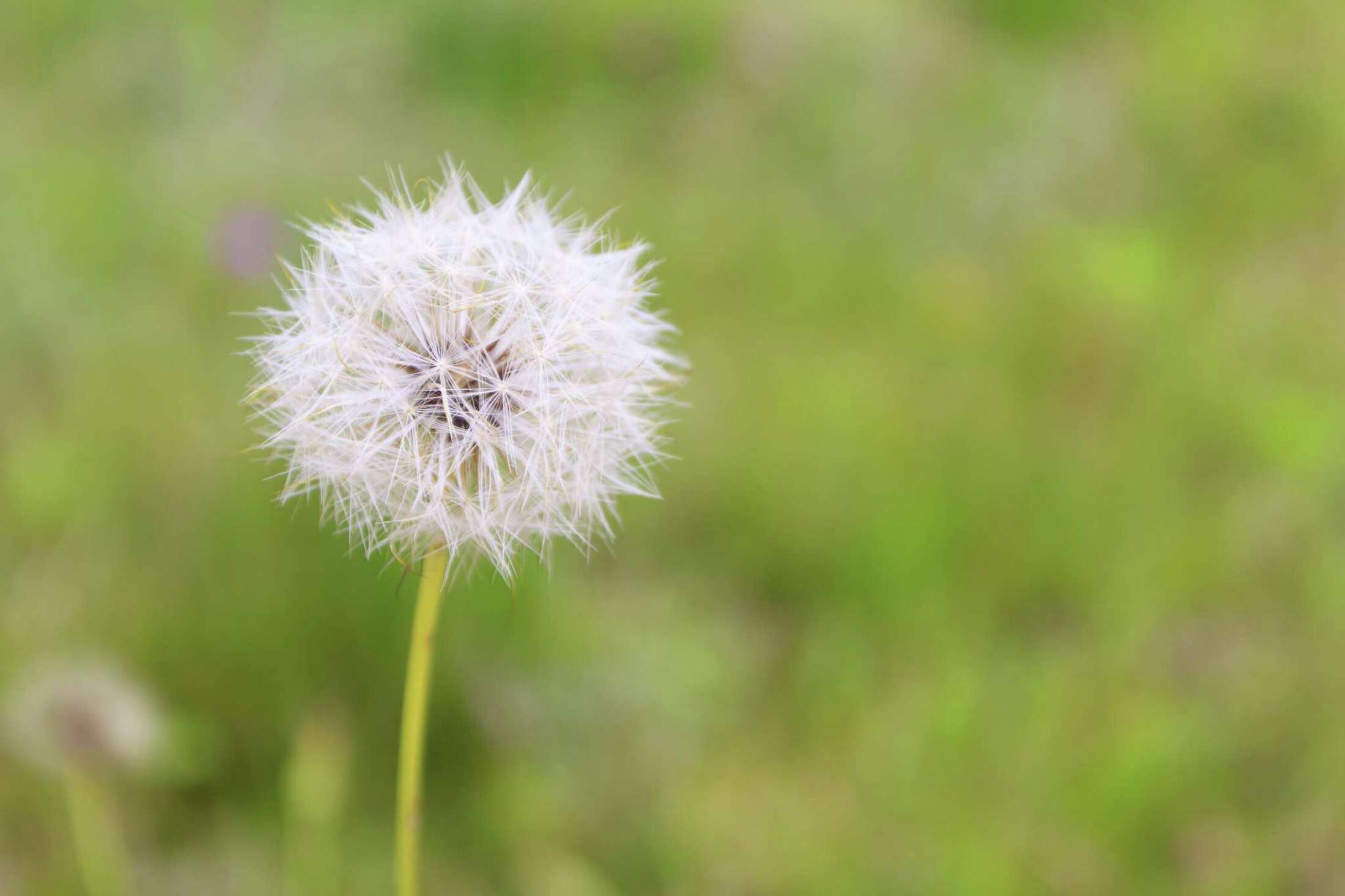 How to Use Preen Lawn Weed Control