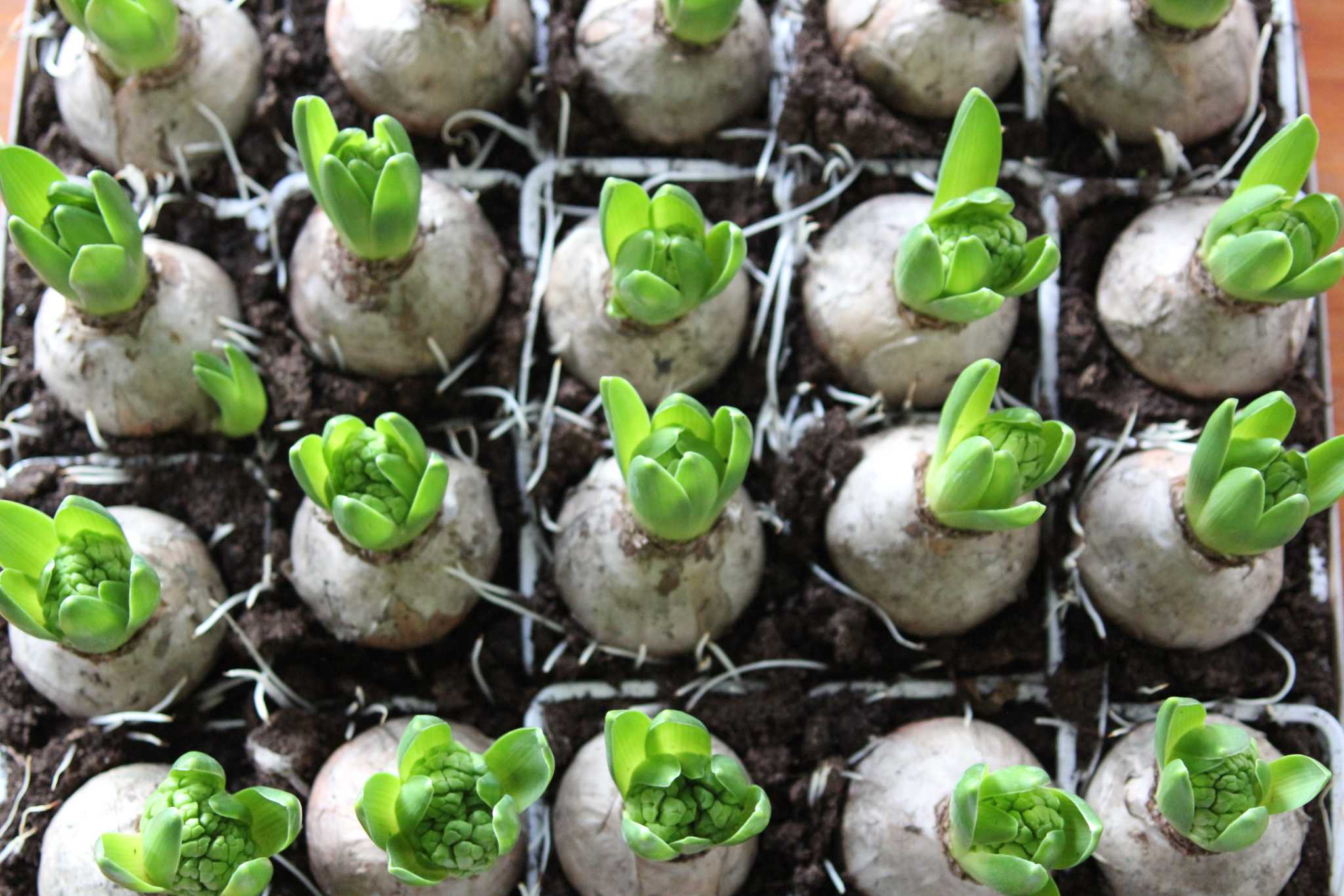 How to Rebloom Potted Hyacinth Bulbs Outdoors