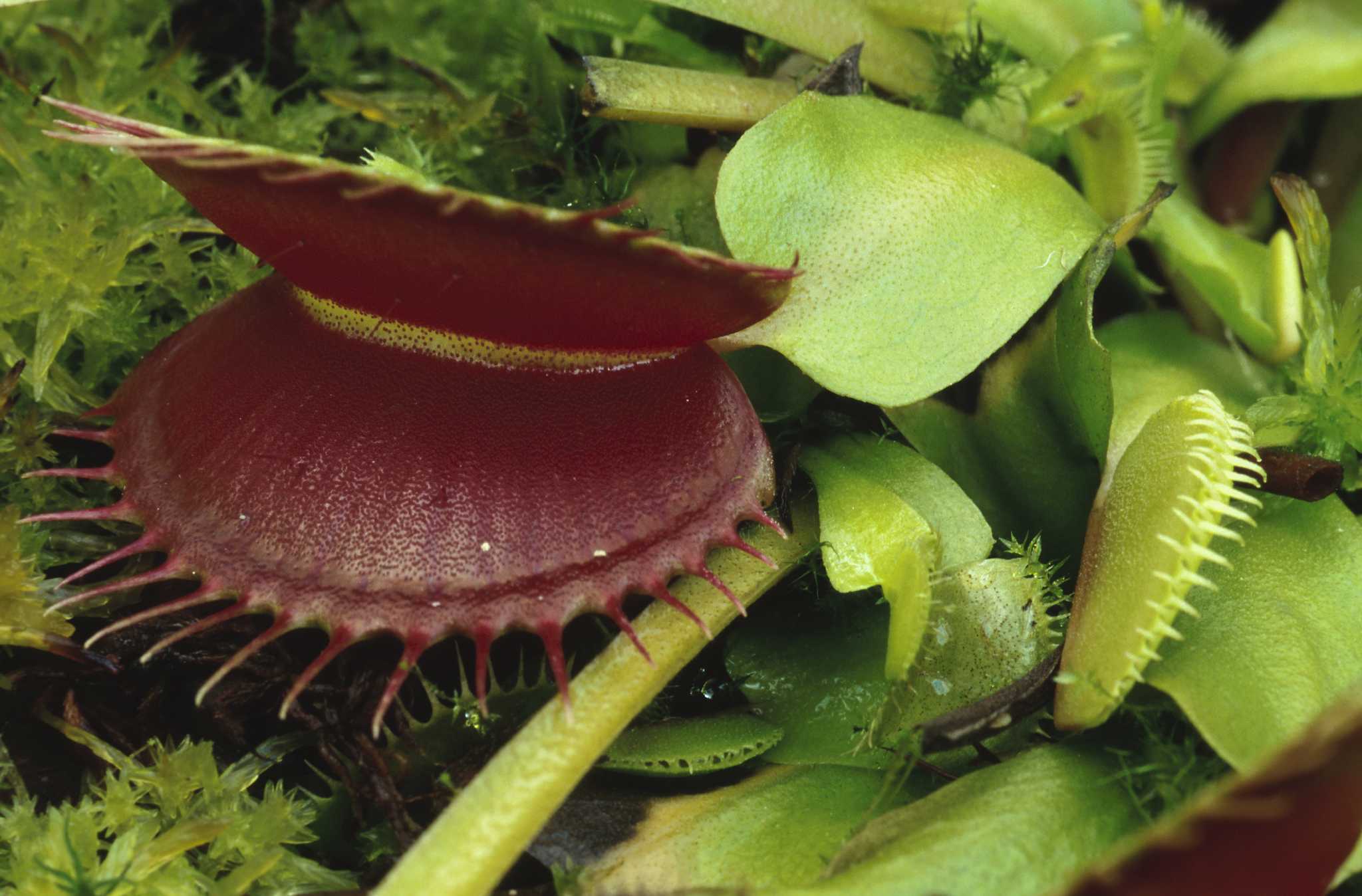 Venus Flytrap  National Wildlife Federation