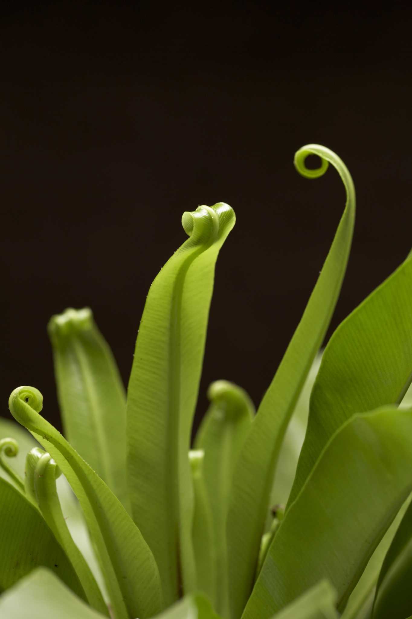 Humidity Requirements for Bird's Nest Fern