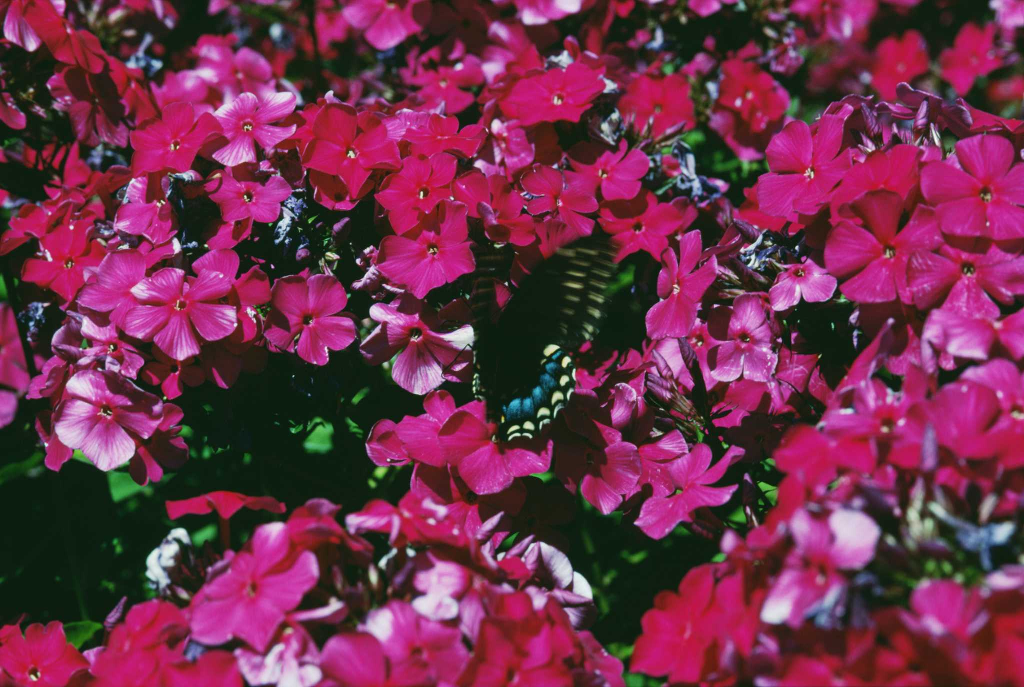 How to Transplant Phlox