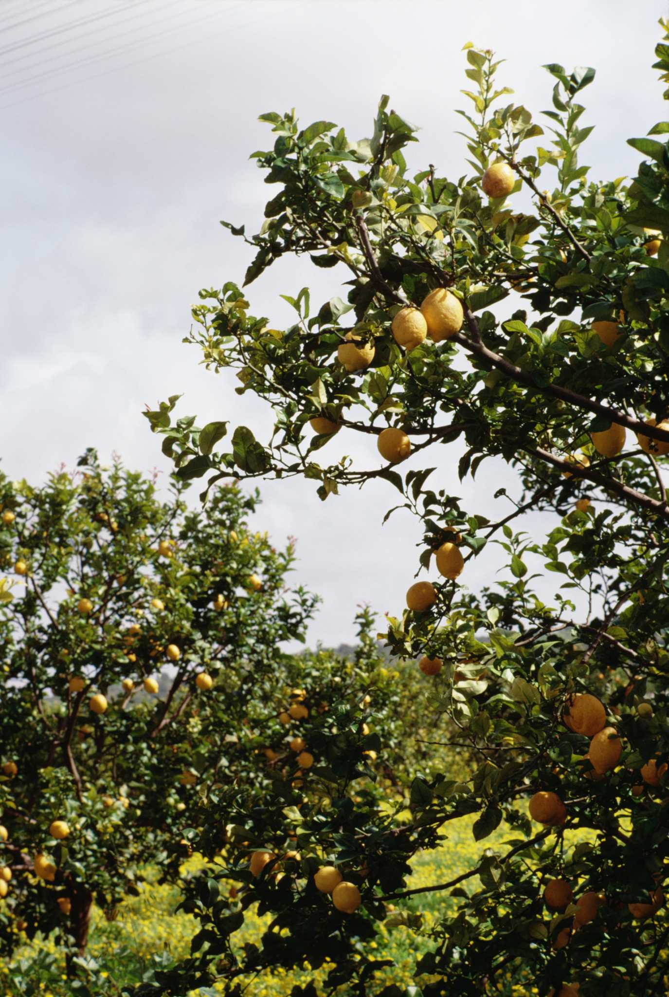 What Mulch To Use For Citrus Trees at Joseph Crandall blog