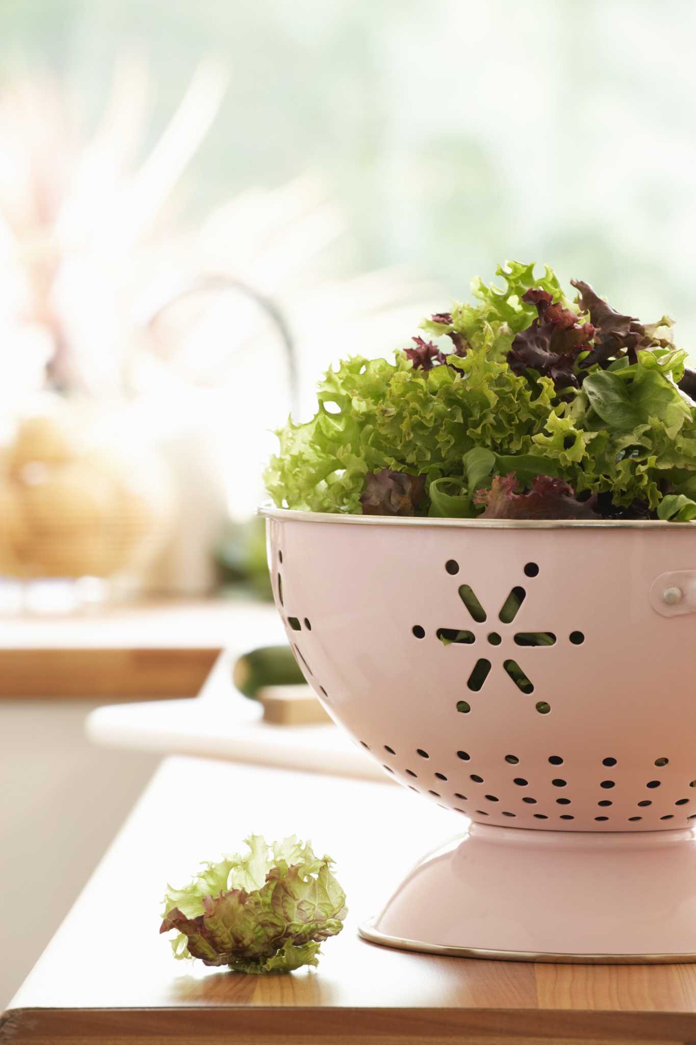 Hydroponic Lettuce Pests