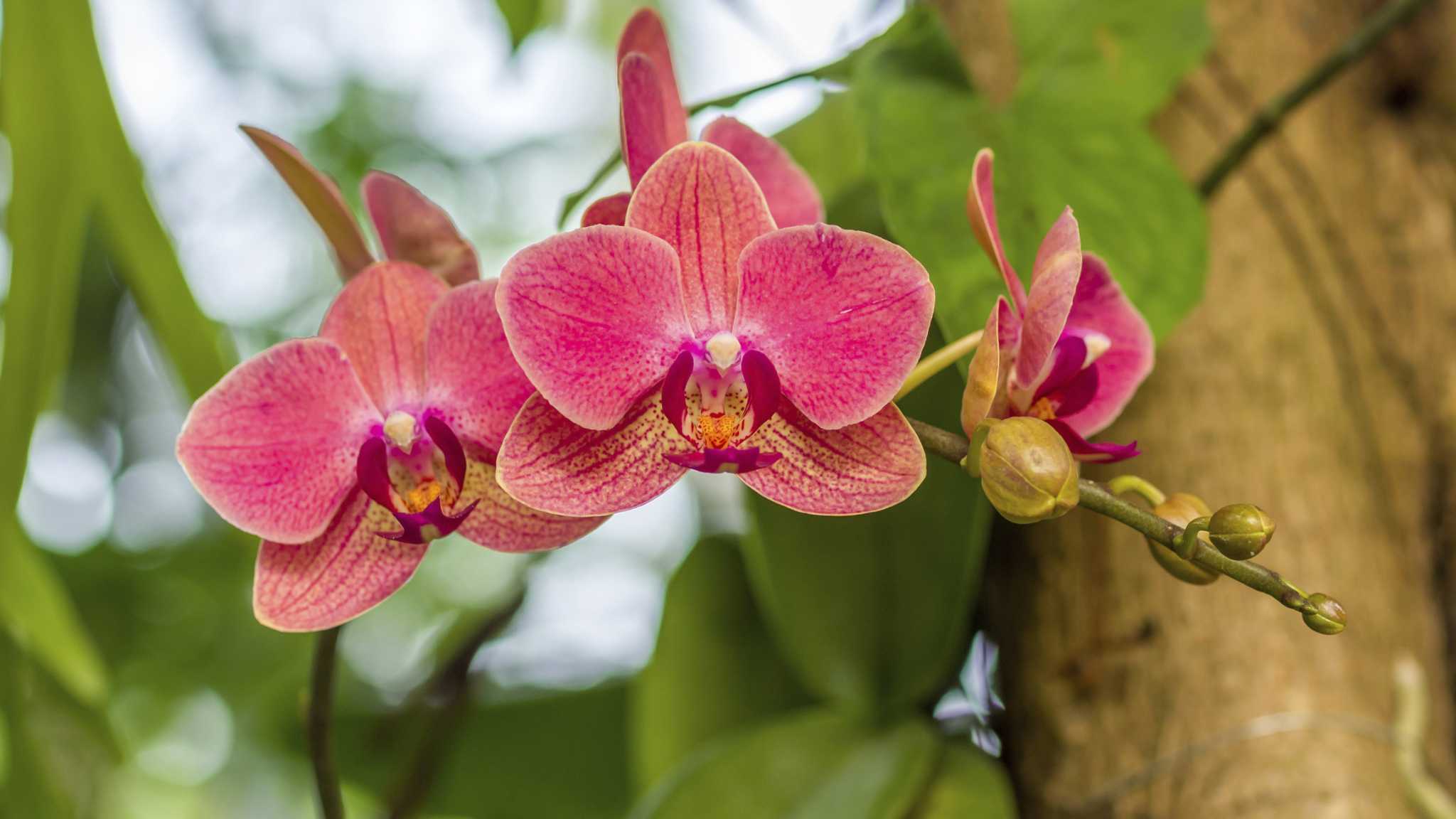 Ideal Fertilizer Ratio for Orchids