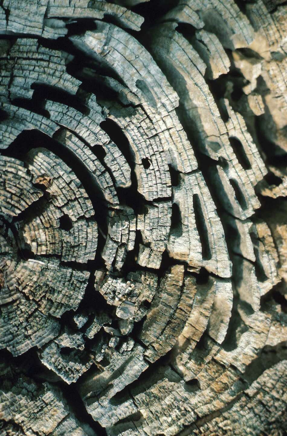 What Are Mud Tunnels in a Yard Caused By?