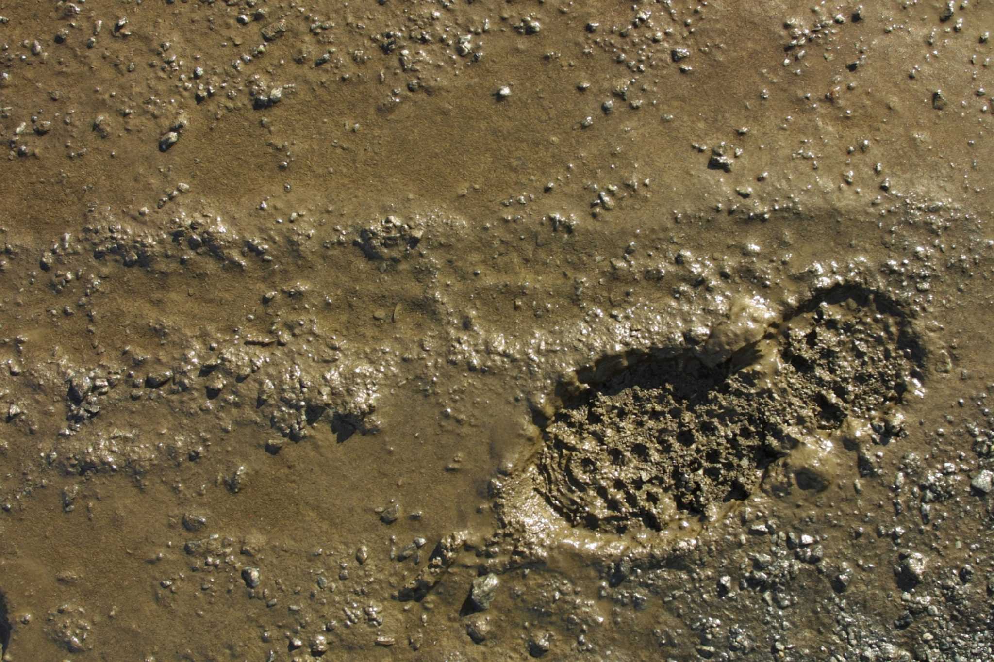 Ideas for How to Landscape to Reduce Mud