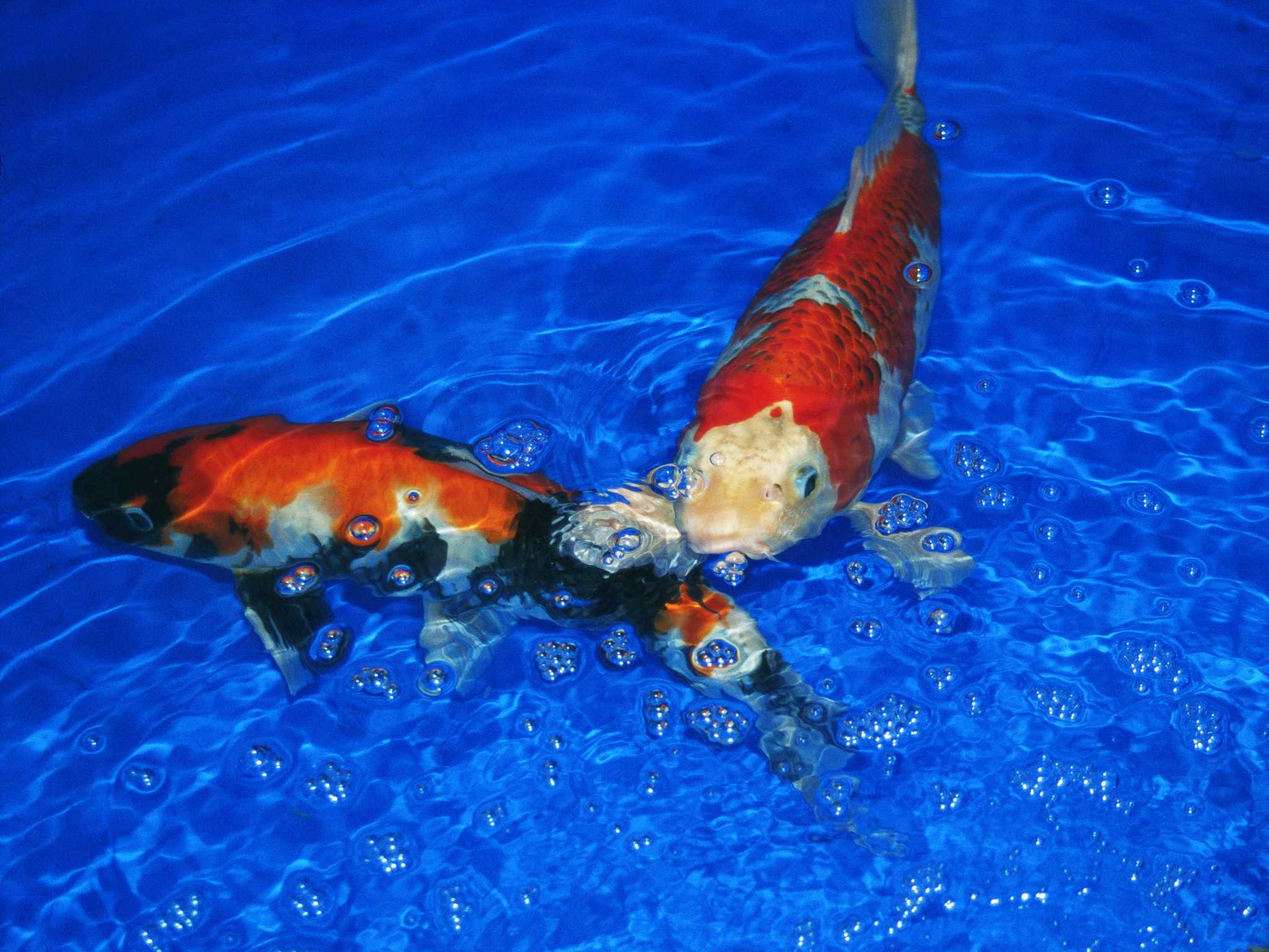 How to Reduce Nitrates and Alkalinity in a Koi Pond