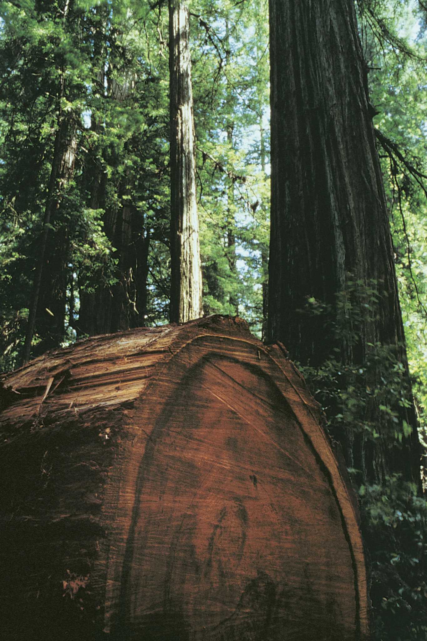 Redwood Deck Sealing Problems