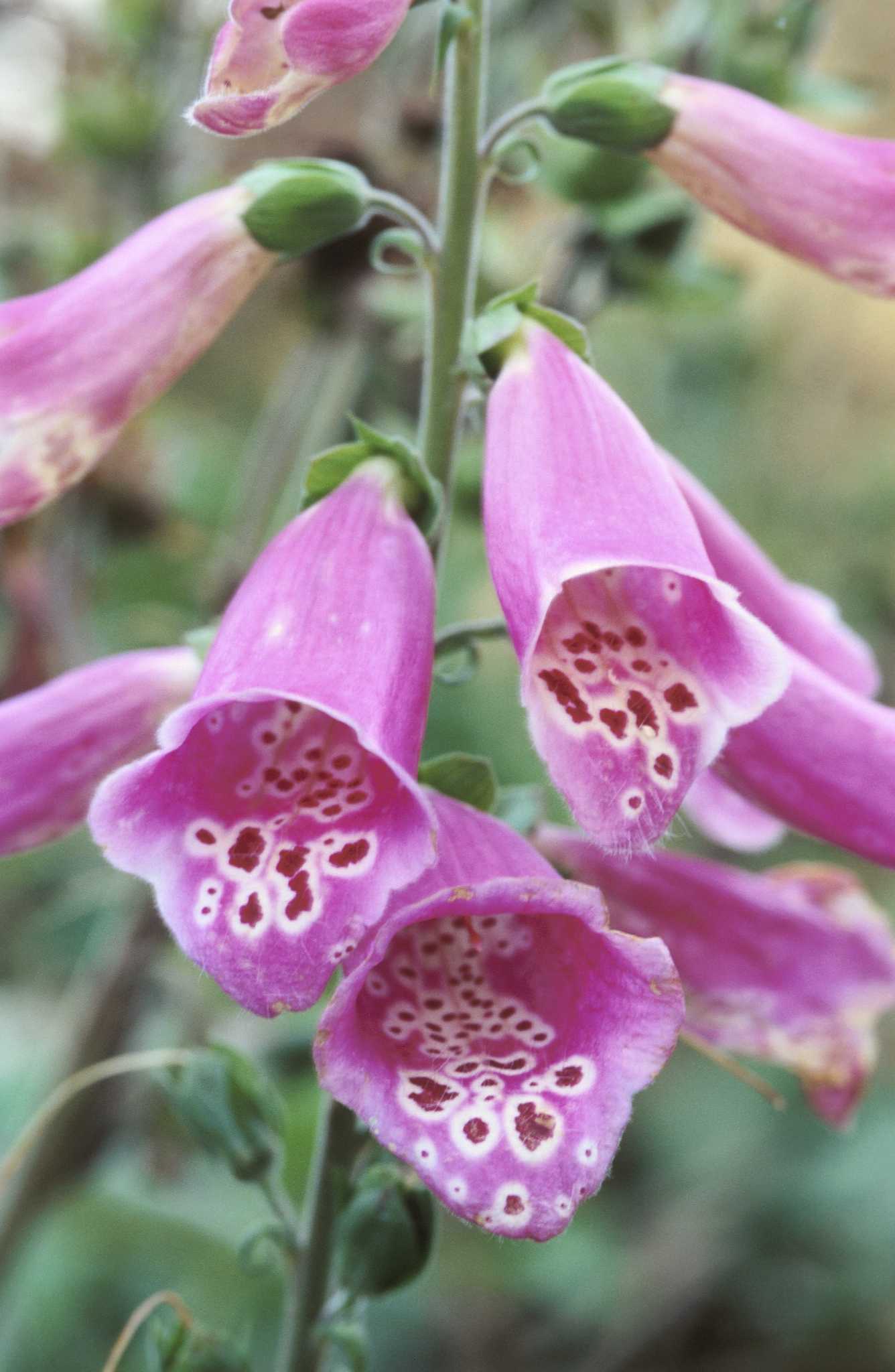 How To Identify Foxglove