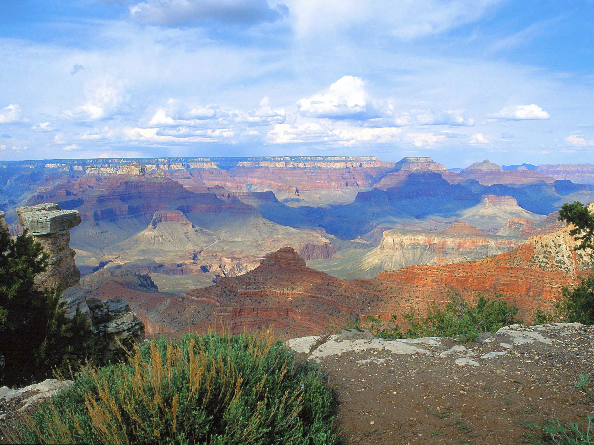 How to Propagate Palo Verde Trees