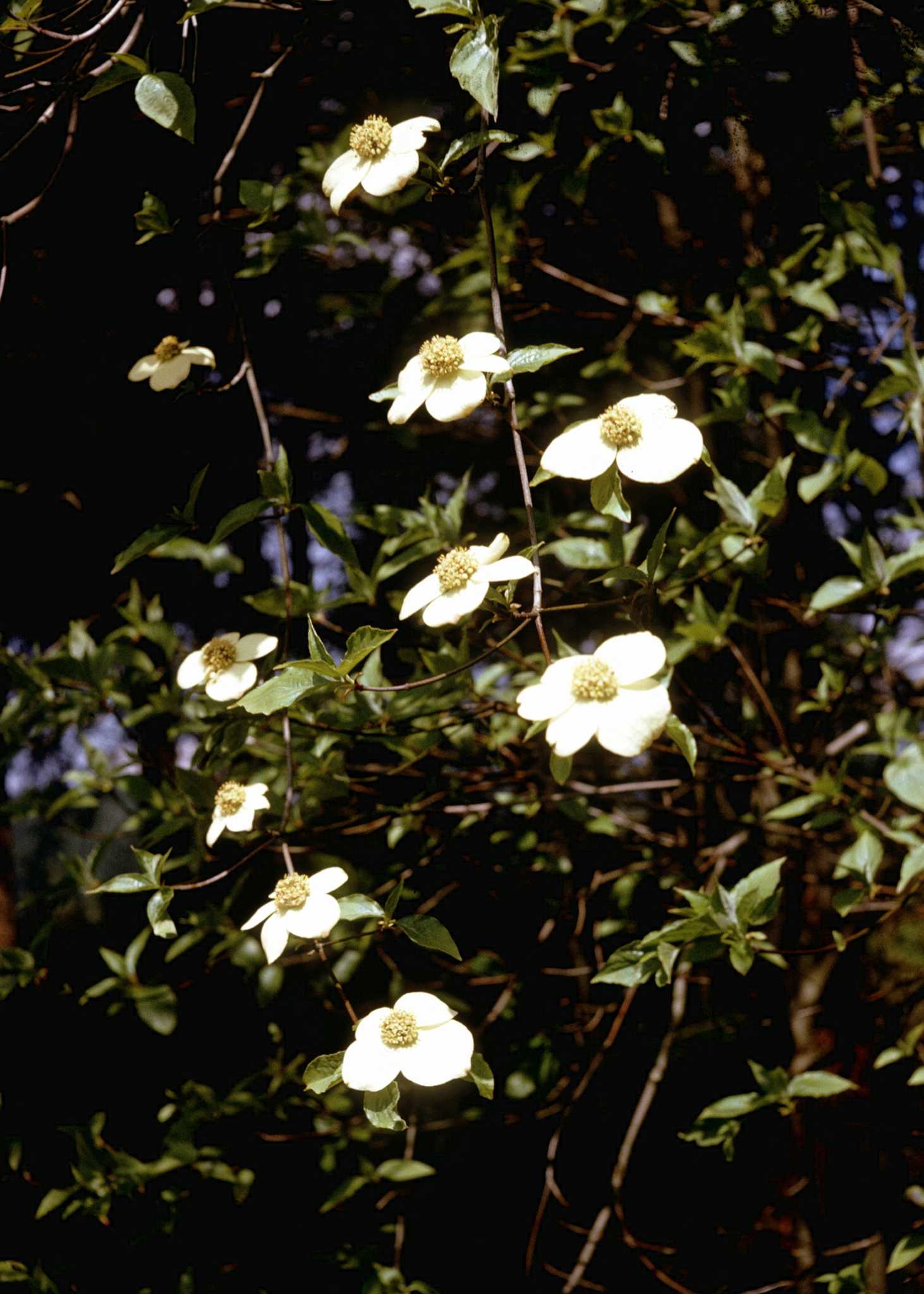 Information on California Dogwood Tree