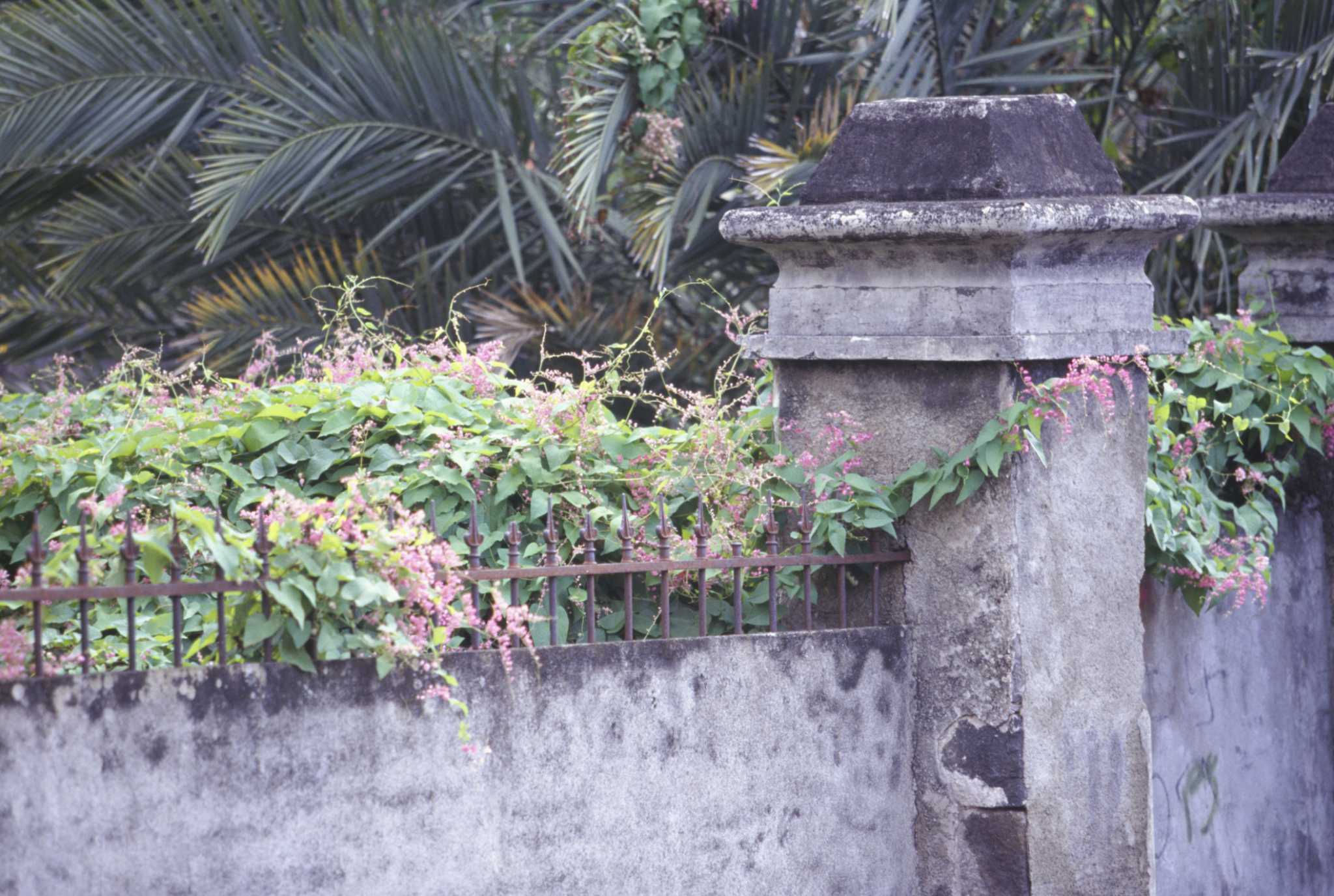 Vines That Survive in Plant Zone 10