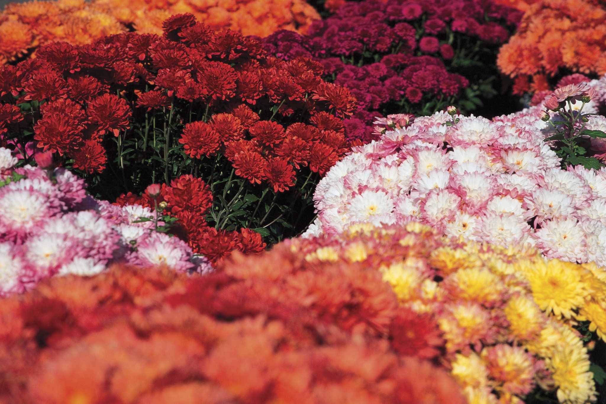 The Best Soil for Potted Mums