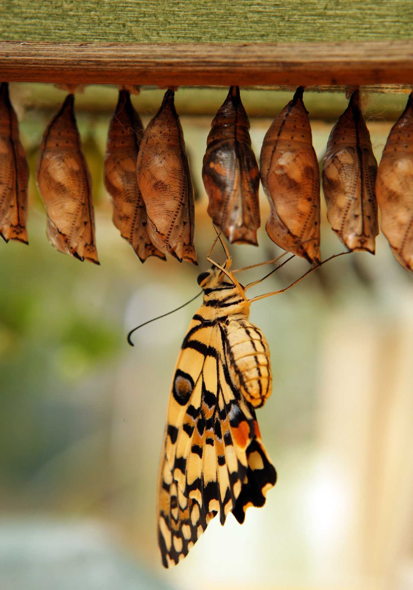 How to Re Hang a Cocoon