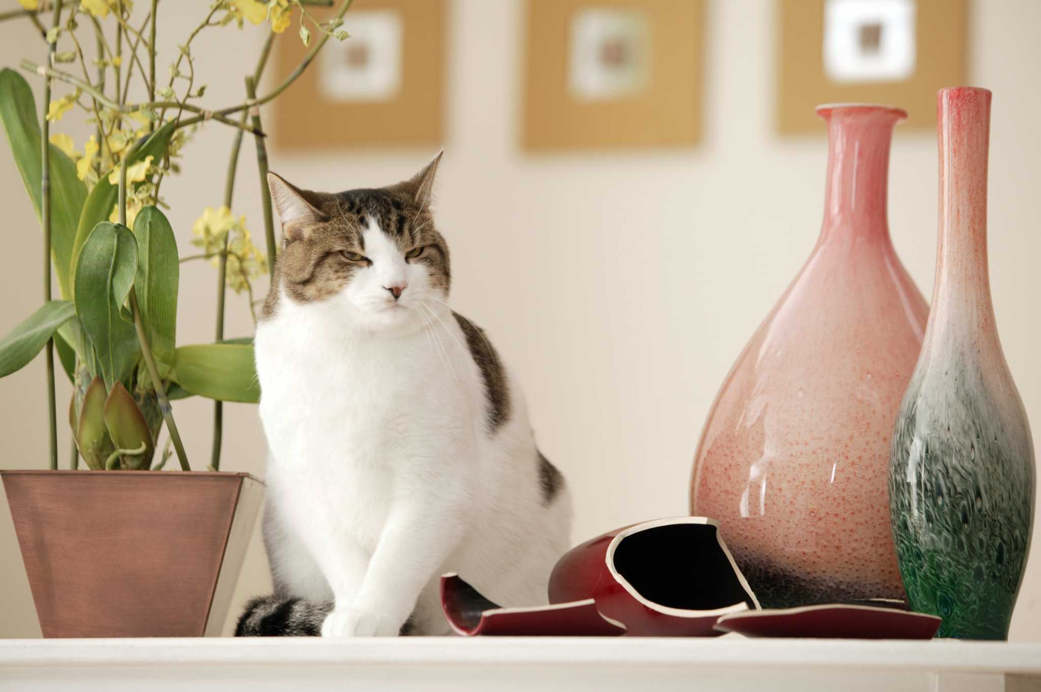 Is Variegated Dracaena Toxic to Cats?