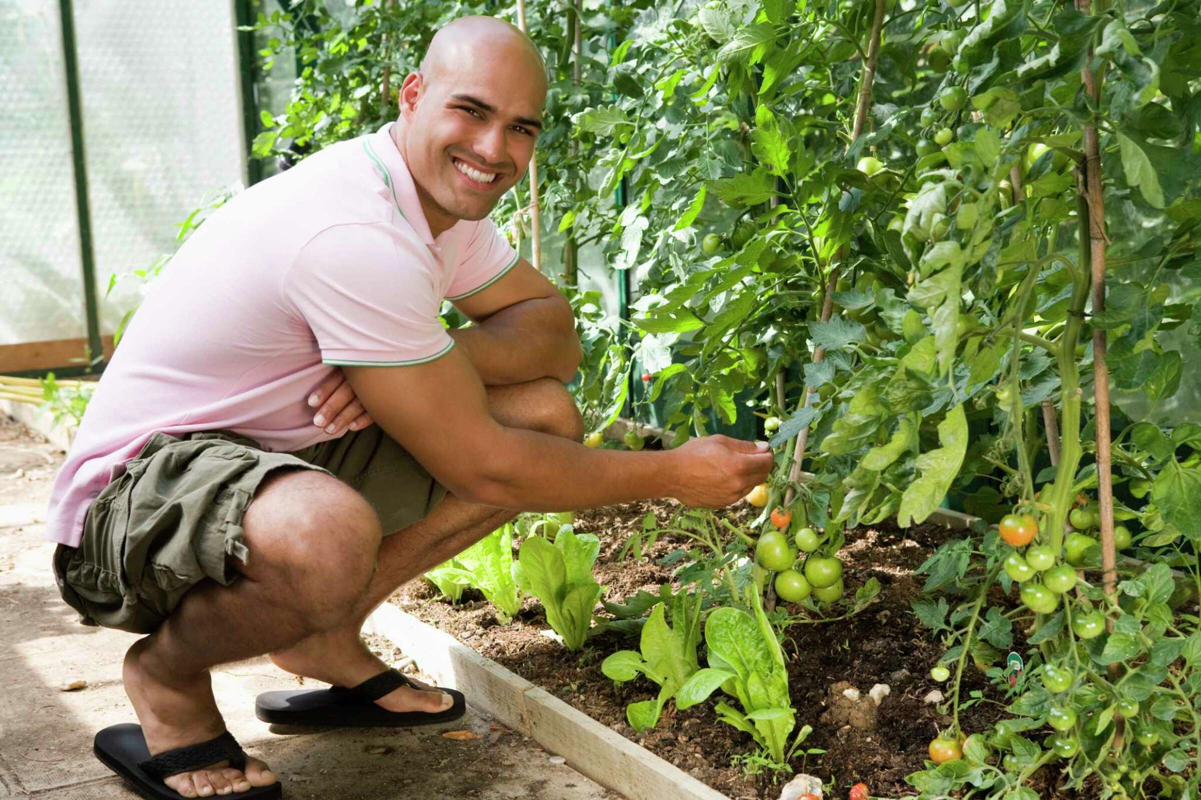The Best Way to Support Indeterminate Tomato Plants