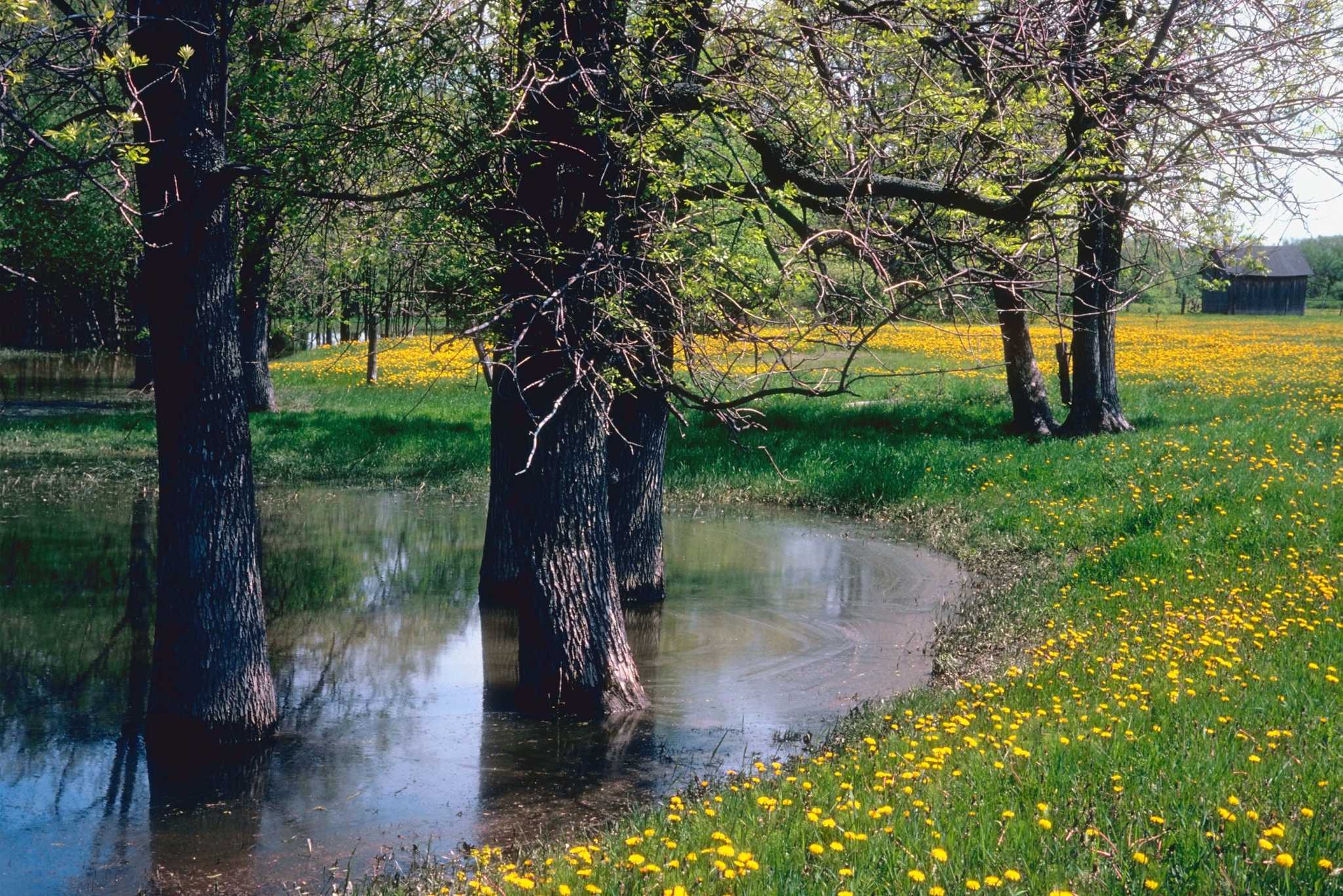 Does an Influx of Fresh Water Kill a Tree by Drowning its Roots?