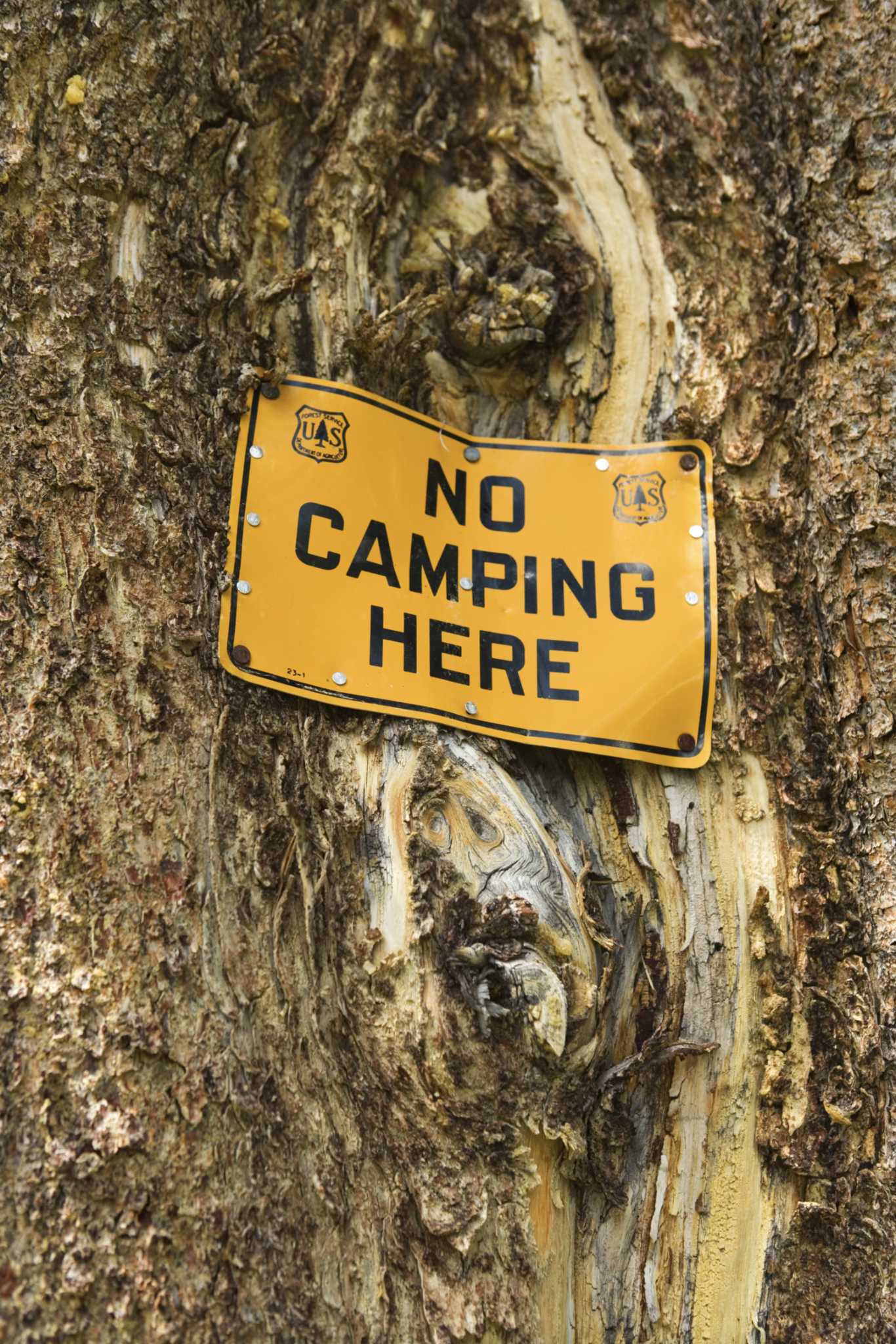 Remedies for Tree Bark Damage