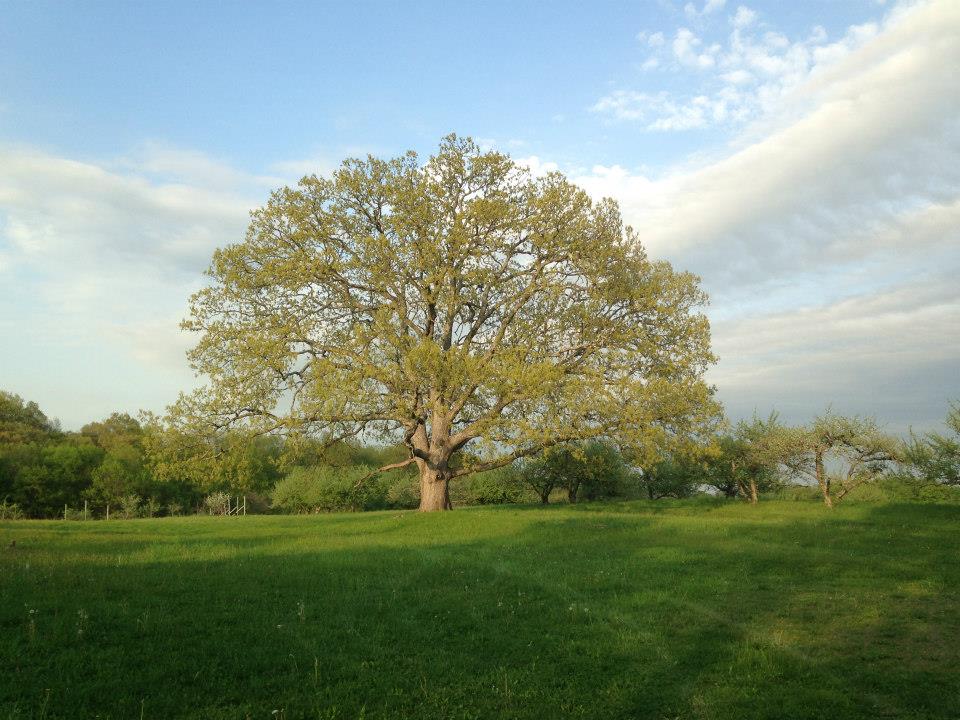 Meadowlark music festival planned for Stone Ridge Orchard - Vimarsana News