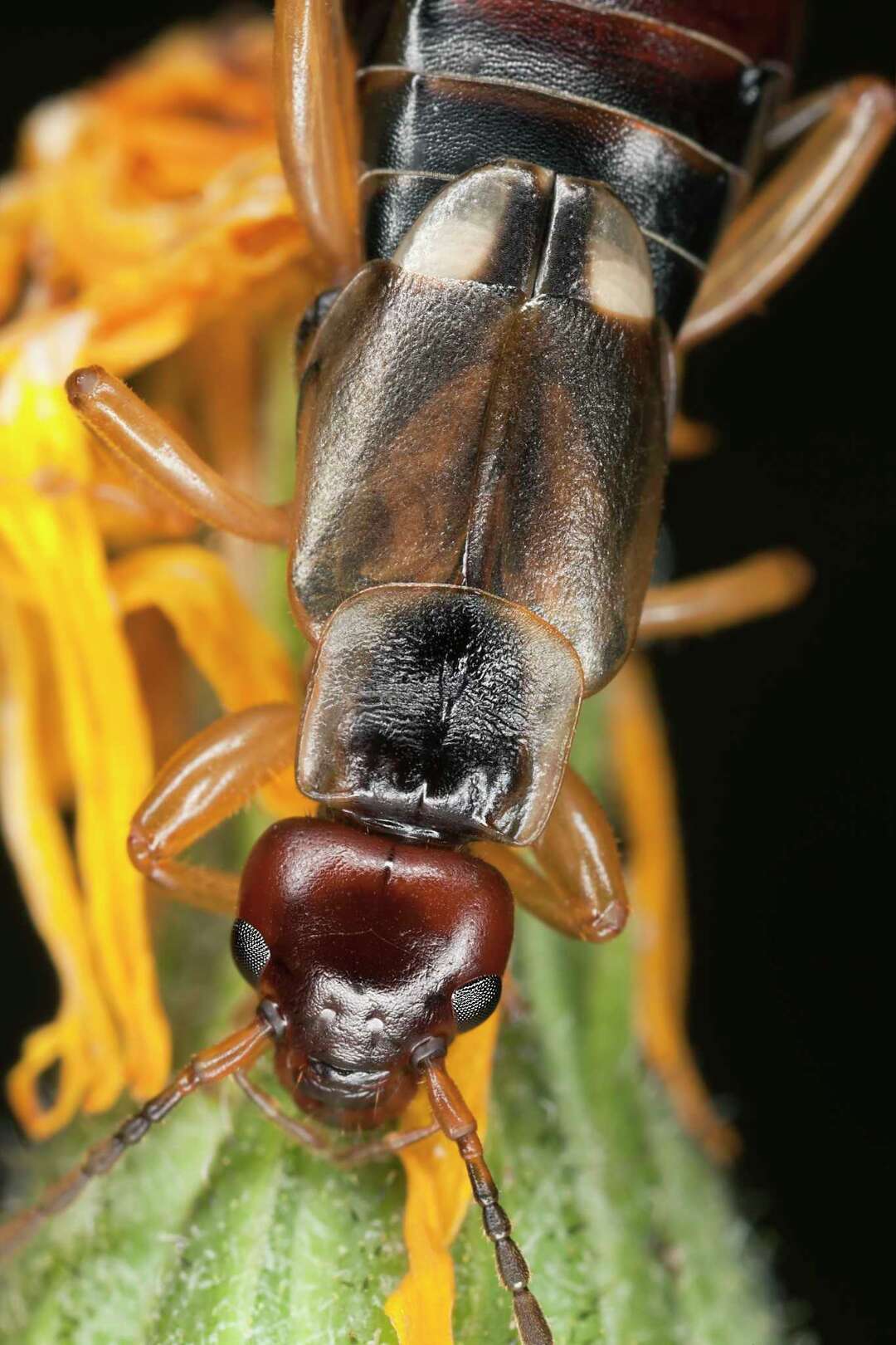 What Insect Eats the Petals Off of Echinacea & Clematis?