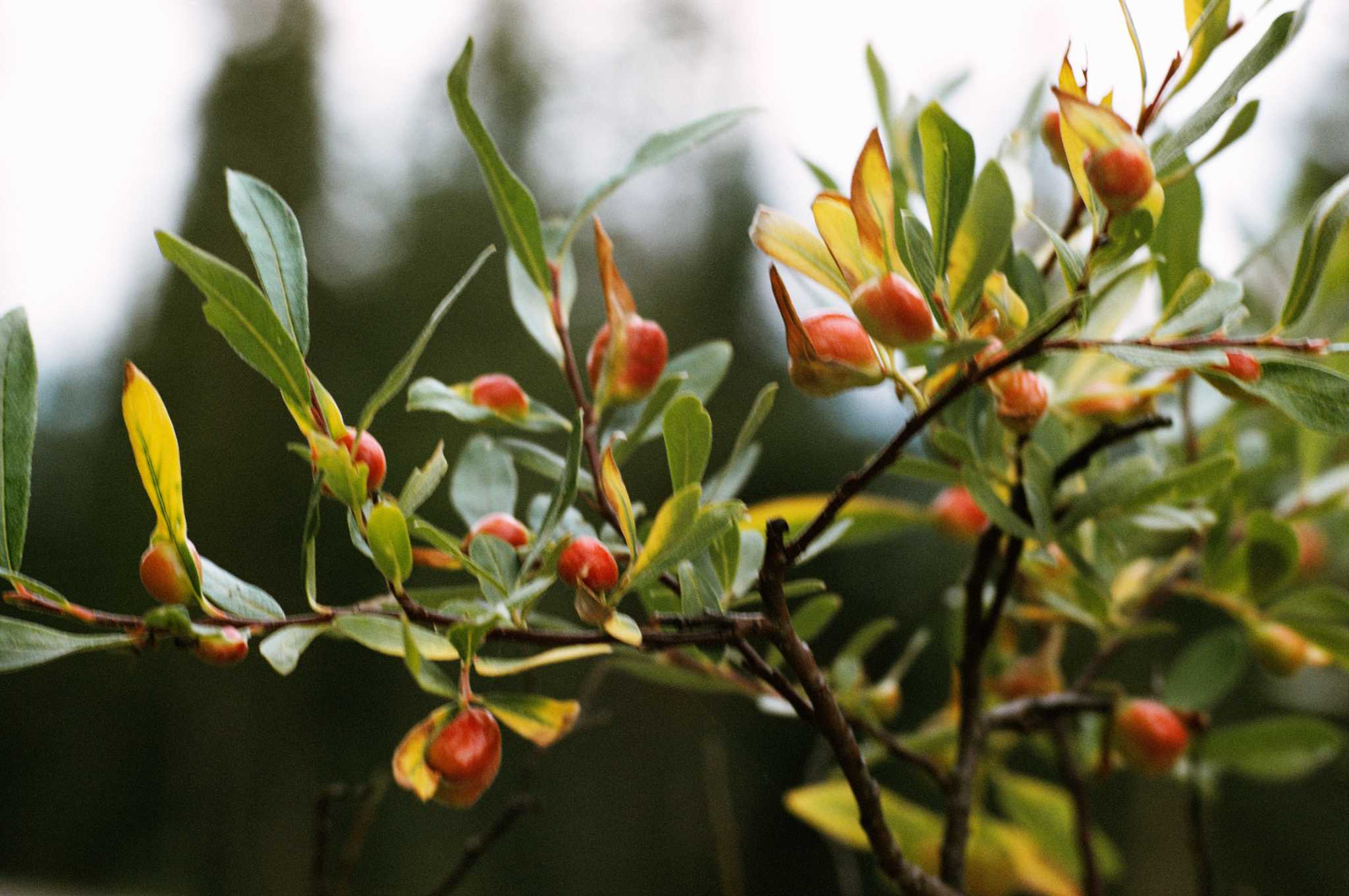 How to Remove Barberry Bushes