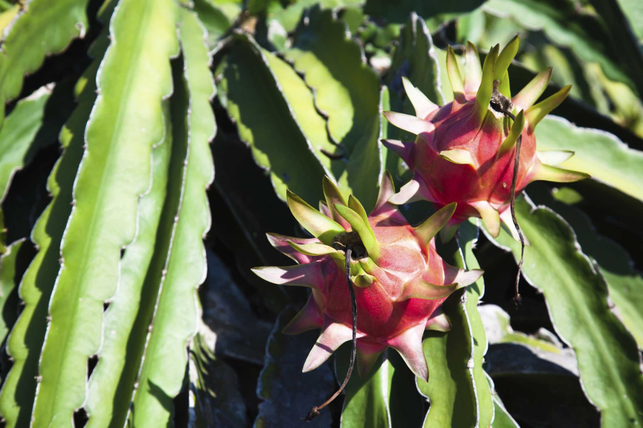 What Insect Pests Attack Dragon Fruit?