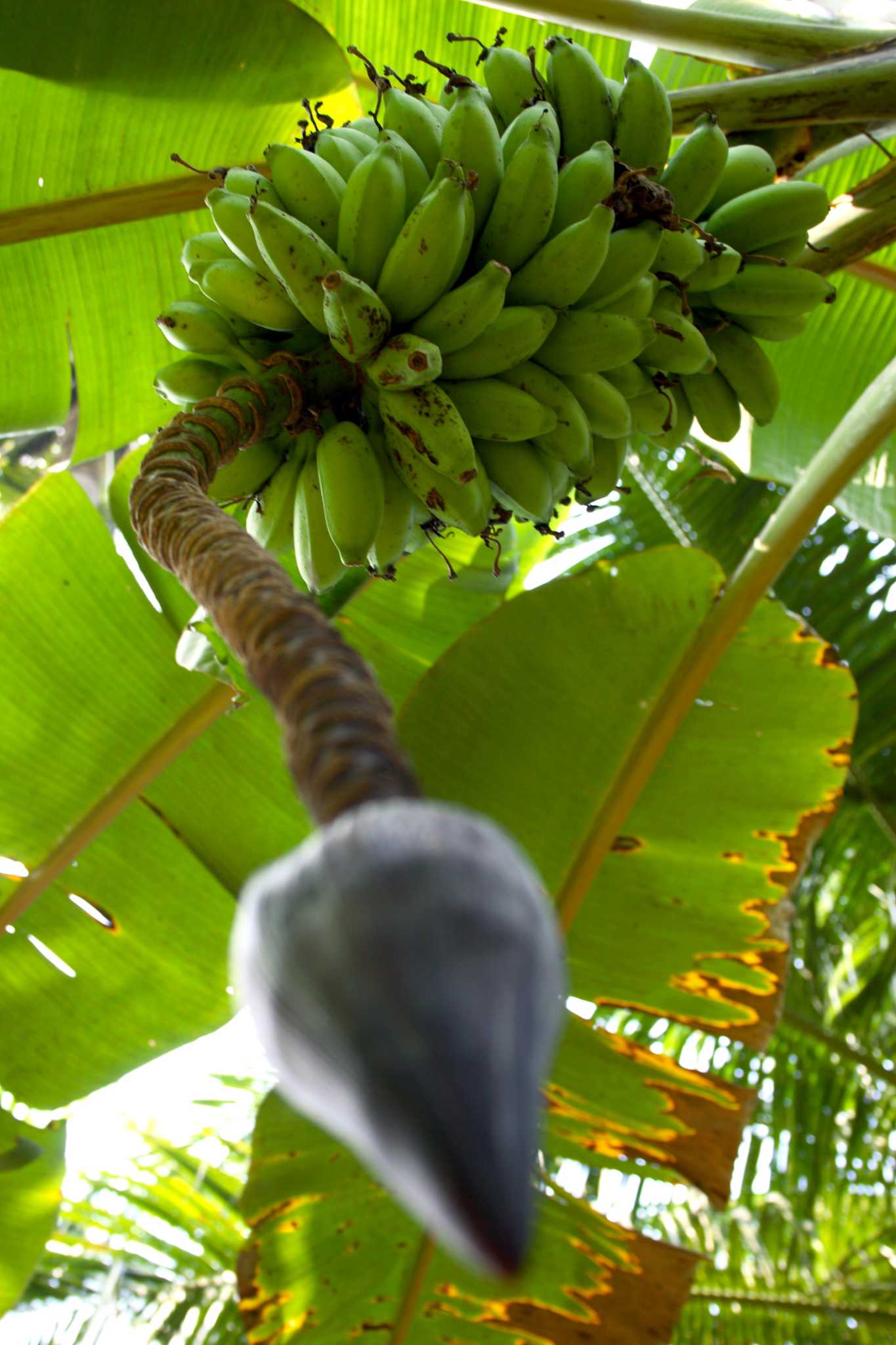 Insect Protection for Banana Trees