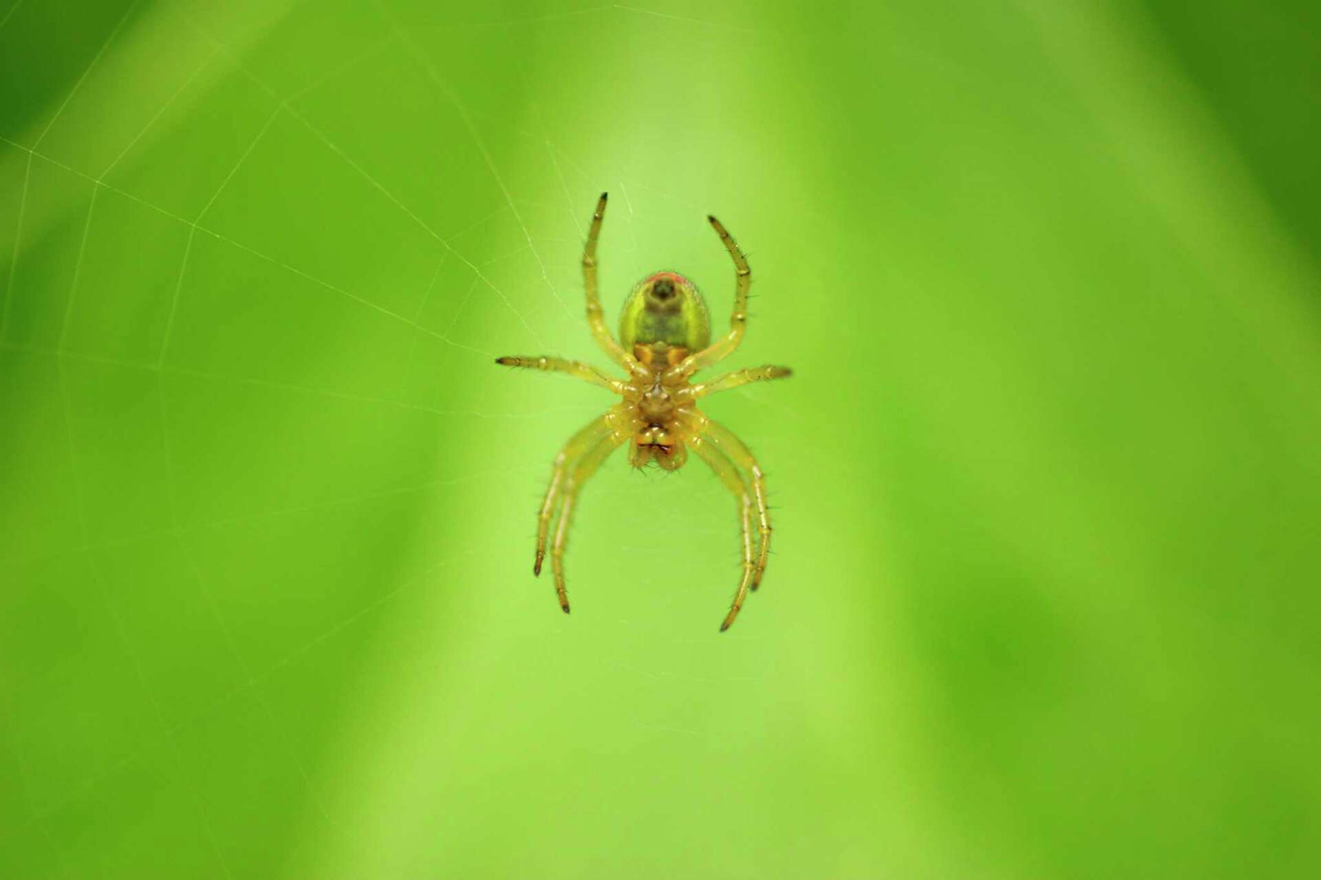 Insect Repellent for Spiders in Evergreens