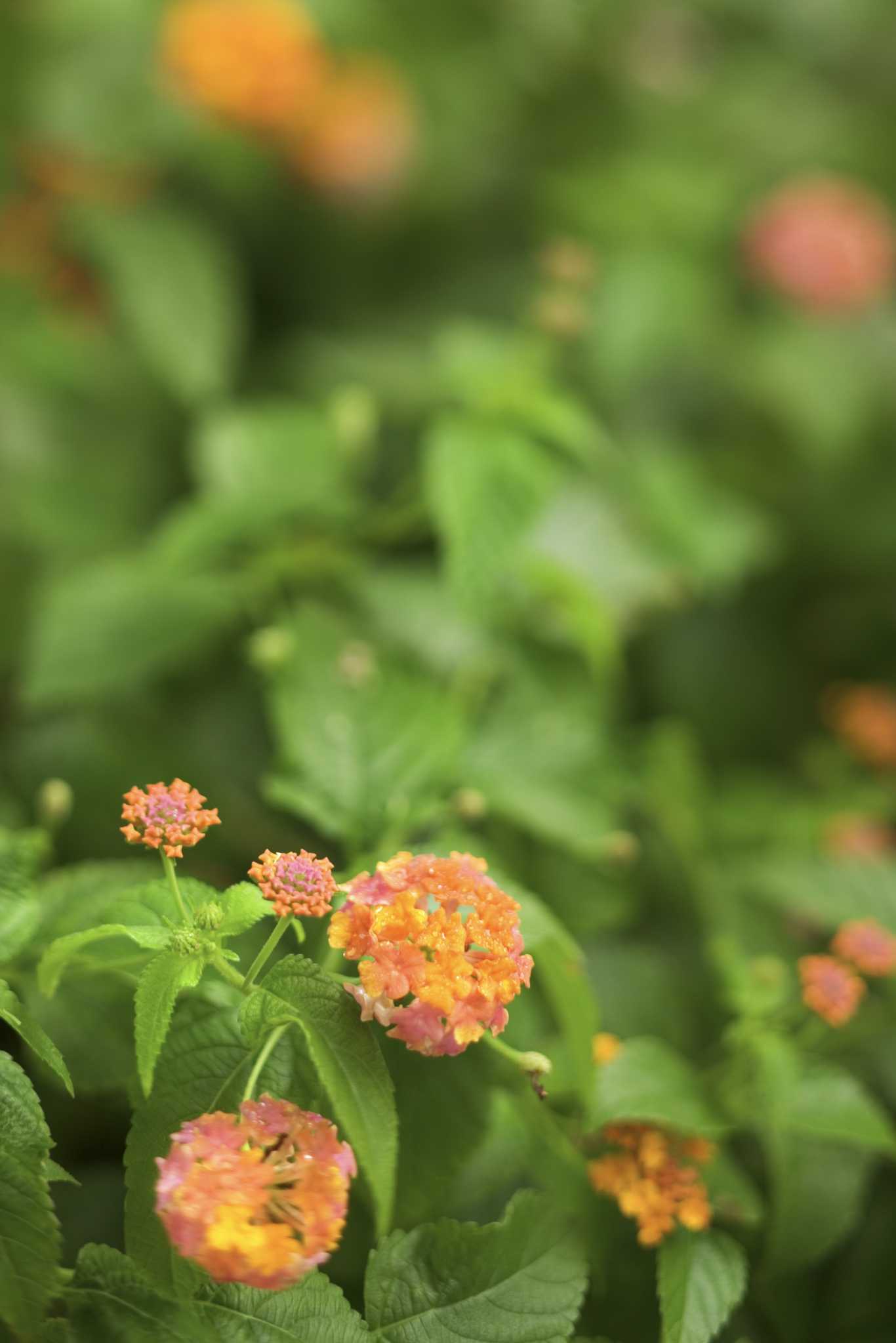 What Insects Invade the Plant Lantana?