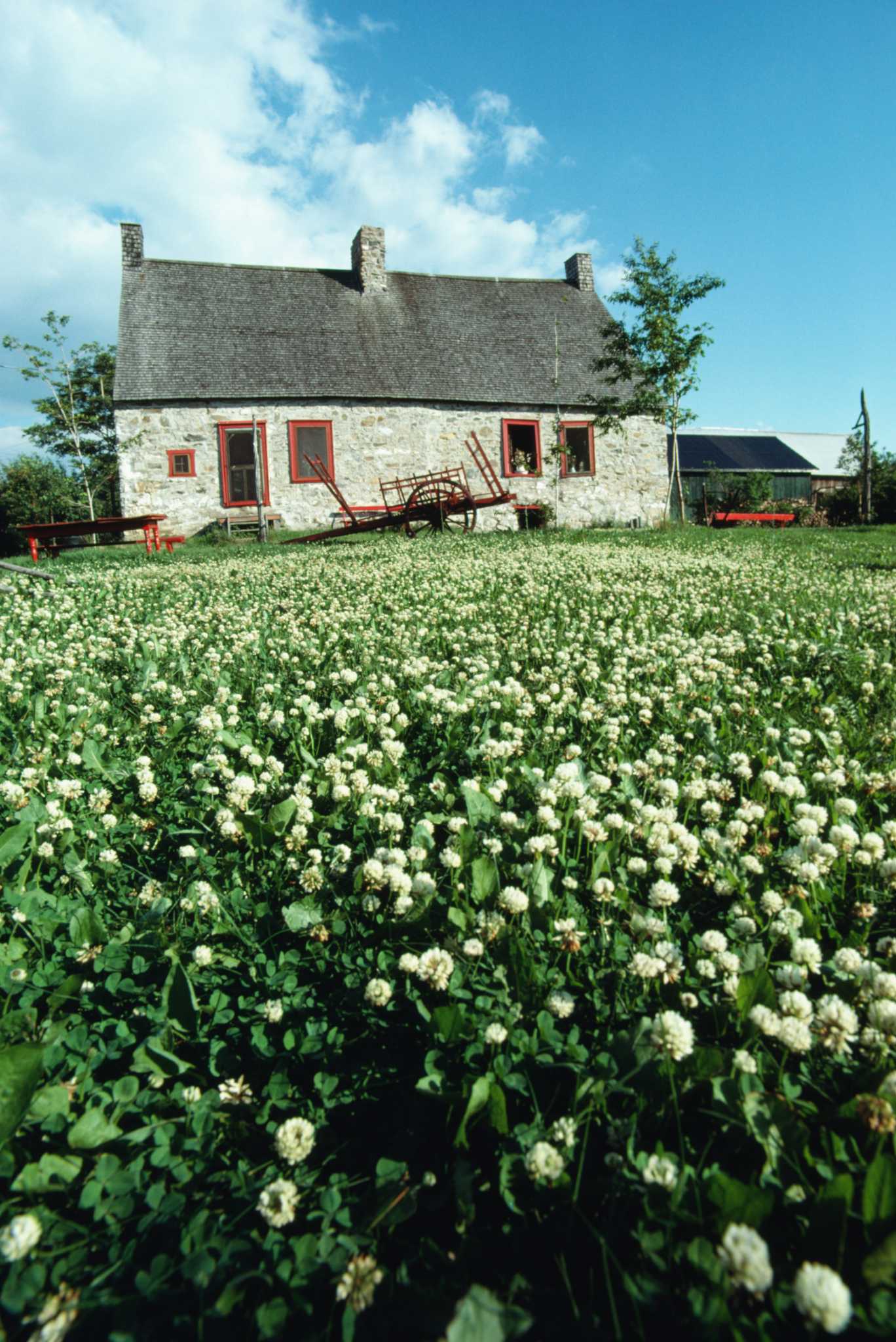 How To Stop The Spread Of Clover