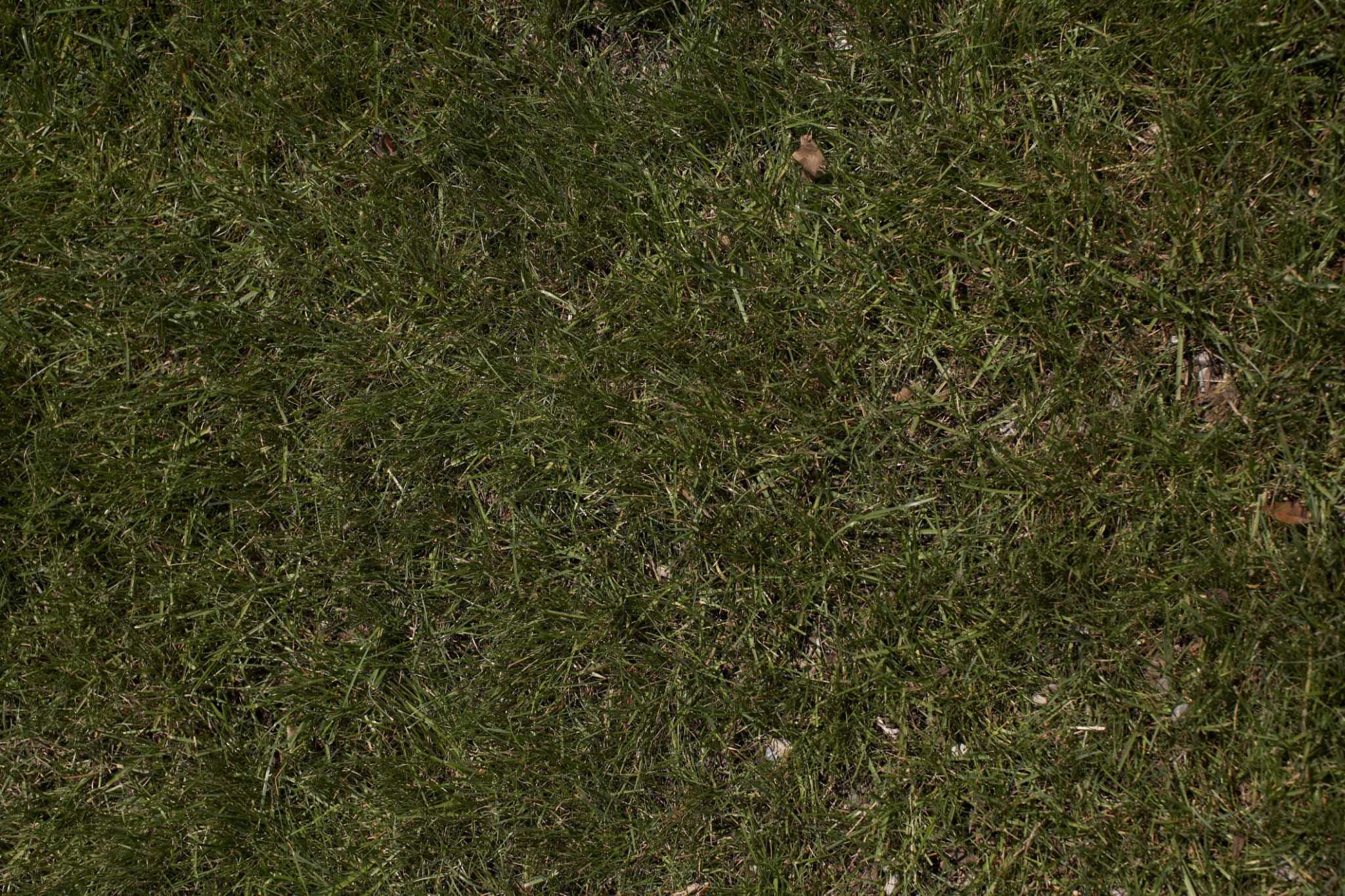 How to Remove Cool Season Grass From Bermuda Lawns