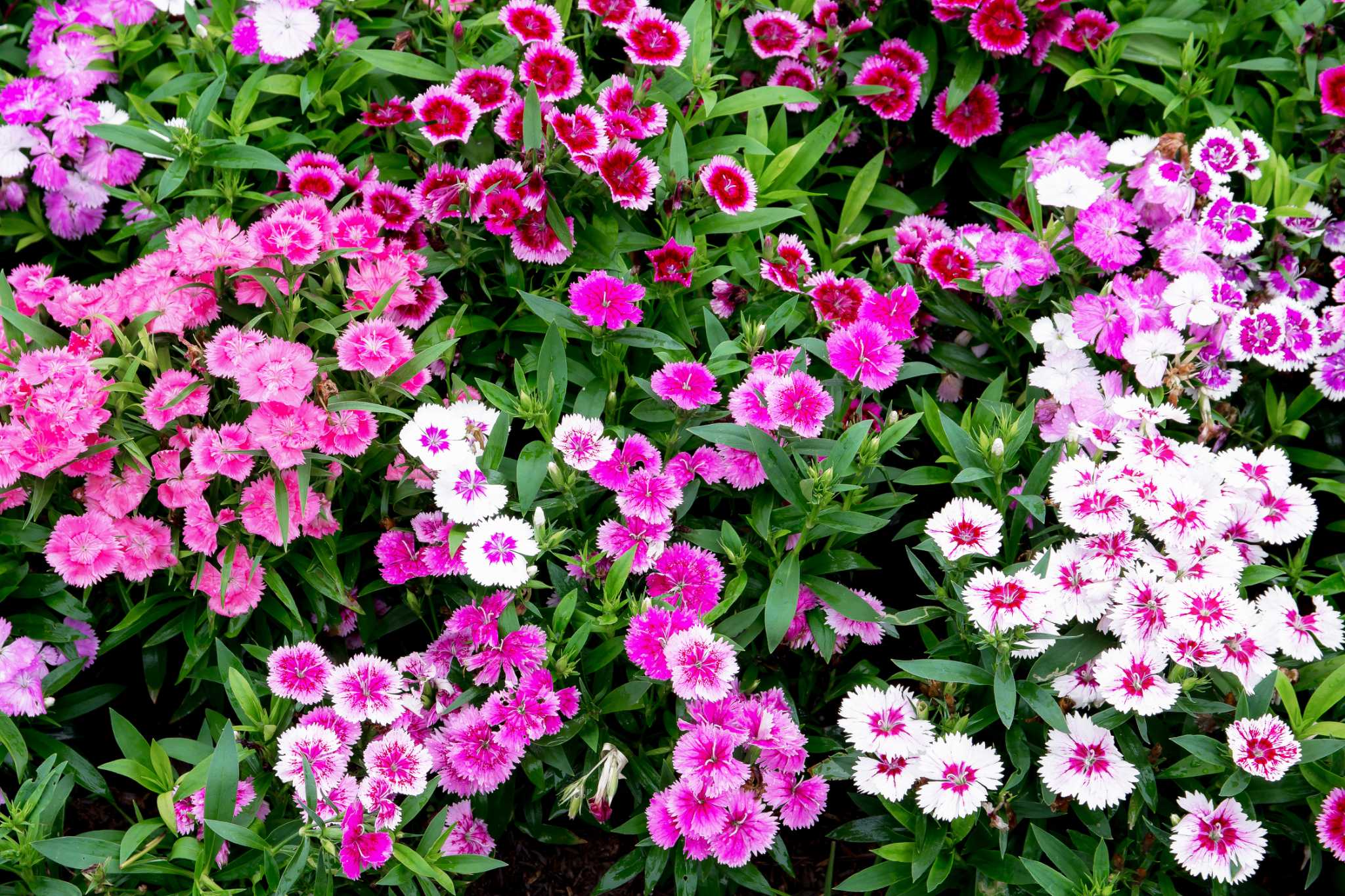 How to Remove Dead Blooms From a Dianthus