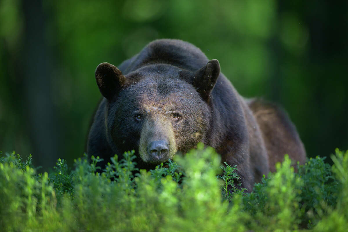 Black Bear Elk Hunters Can Apply For Missouri Permits
