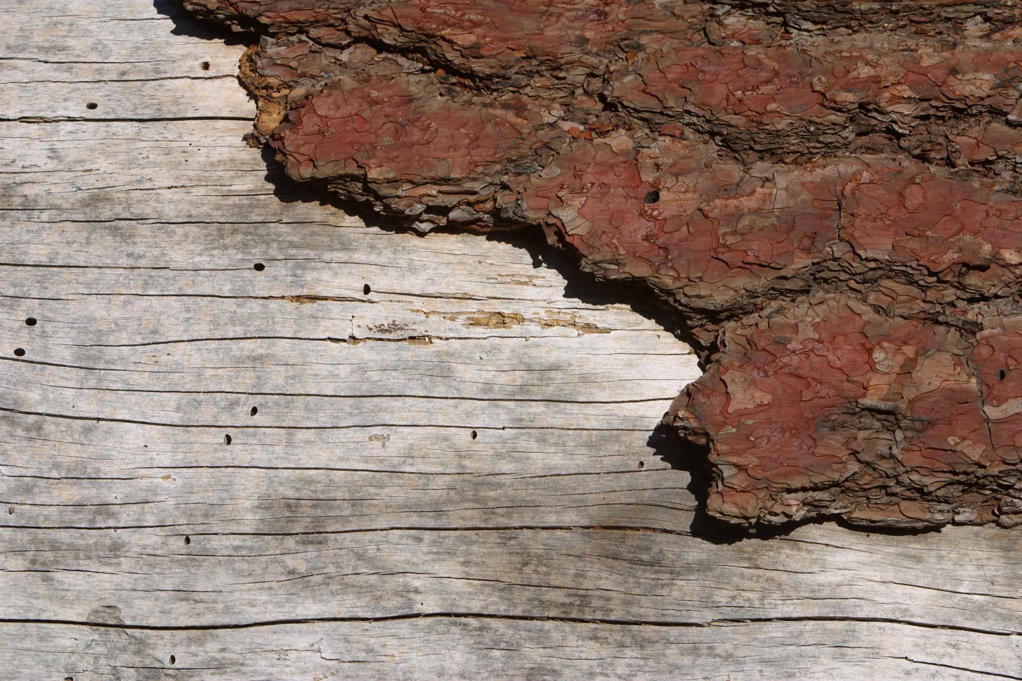 Rust On Oak How to Remove Oxidized Marks in Oak Wood