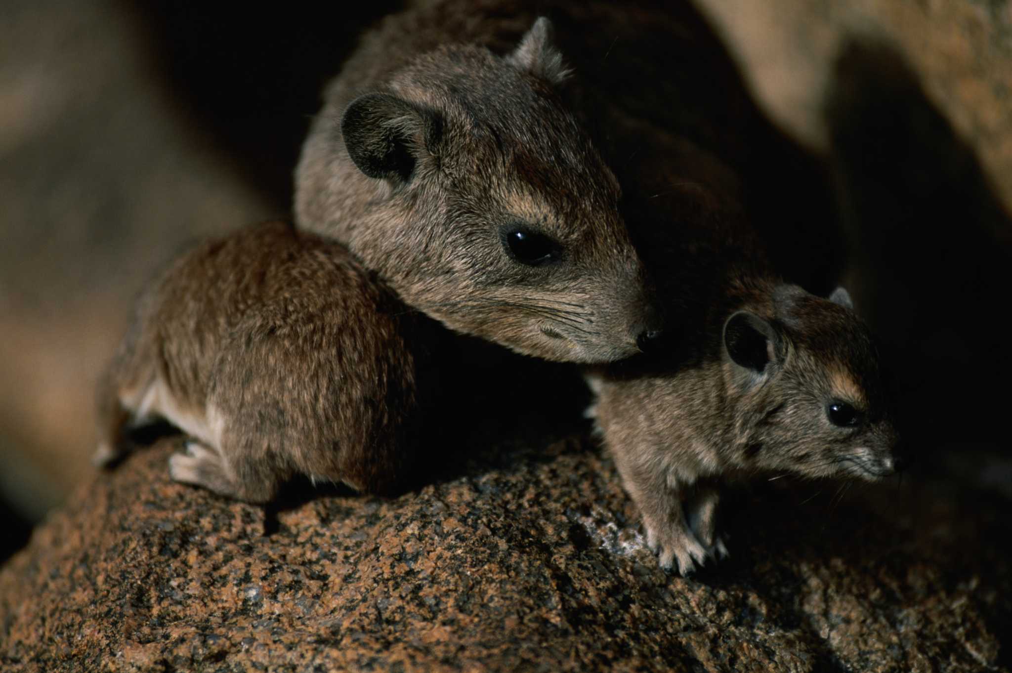 How to Get Rid of Pests in Your Attic?Axatax