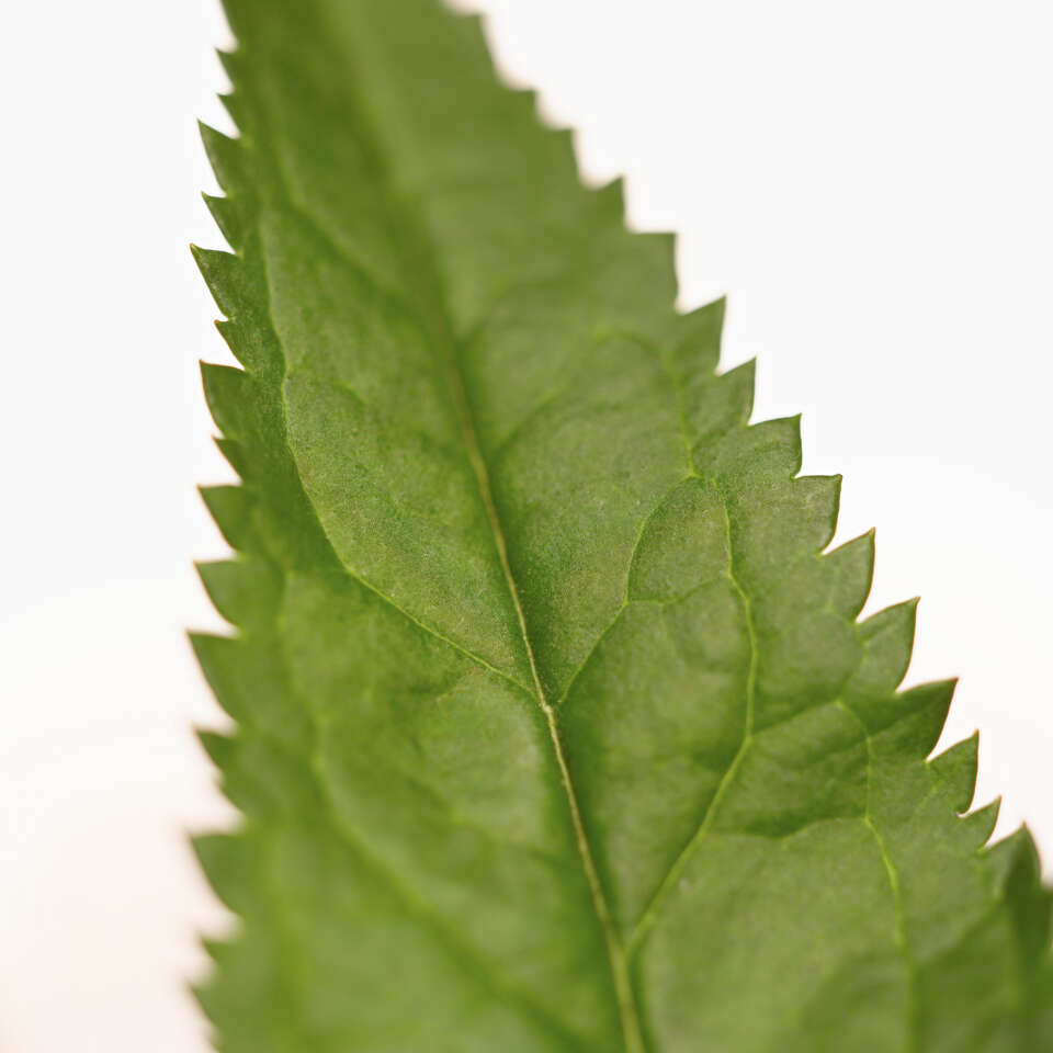 Do Stinging Nettles Affect Dogs?