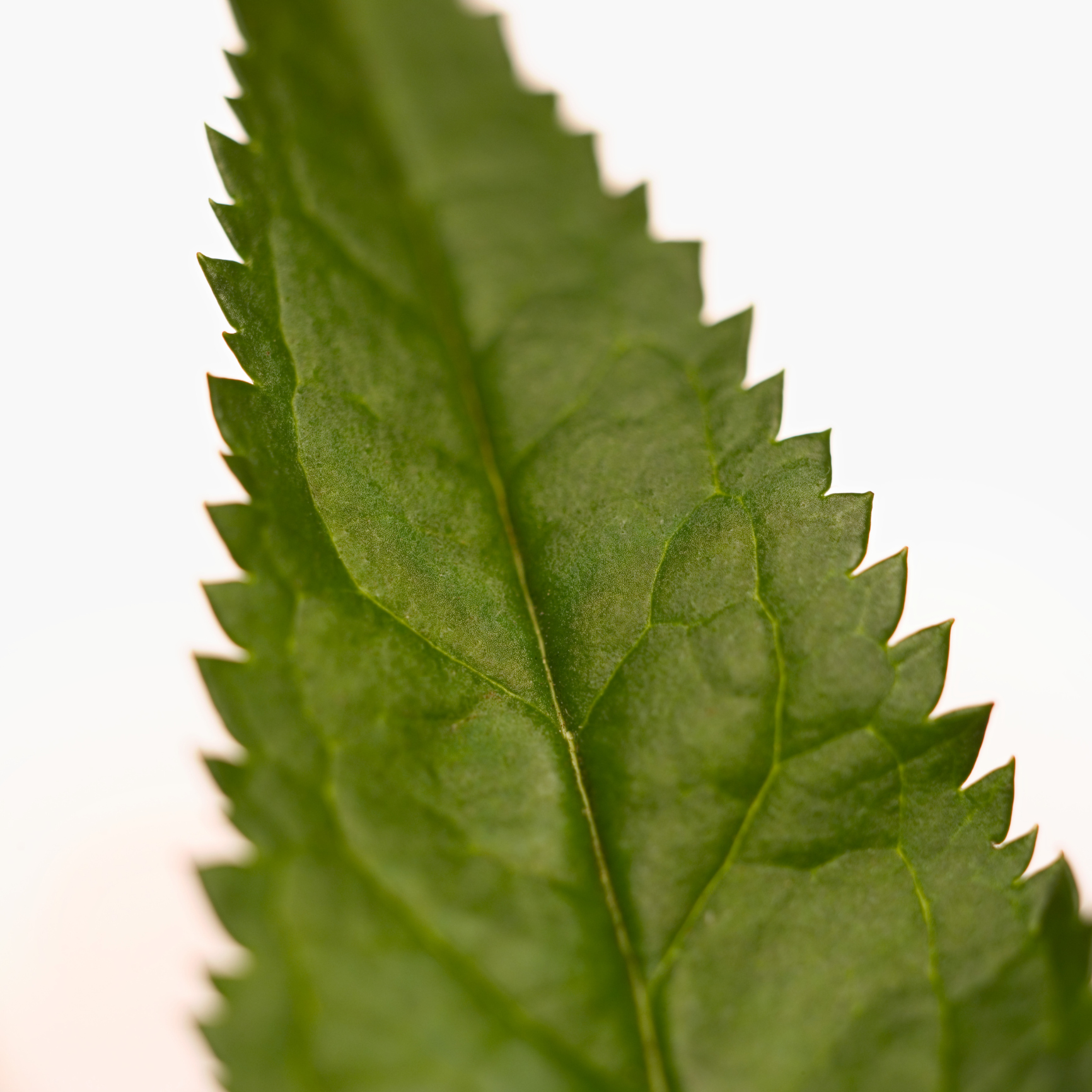 Symptoms of Peace Lily Toxicity in Dogs