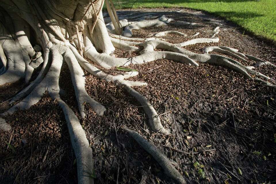 How To Kill Roots In Septic Lateral Lines