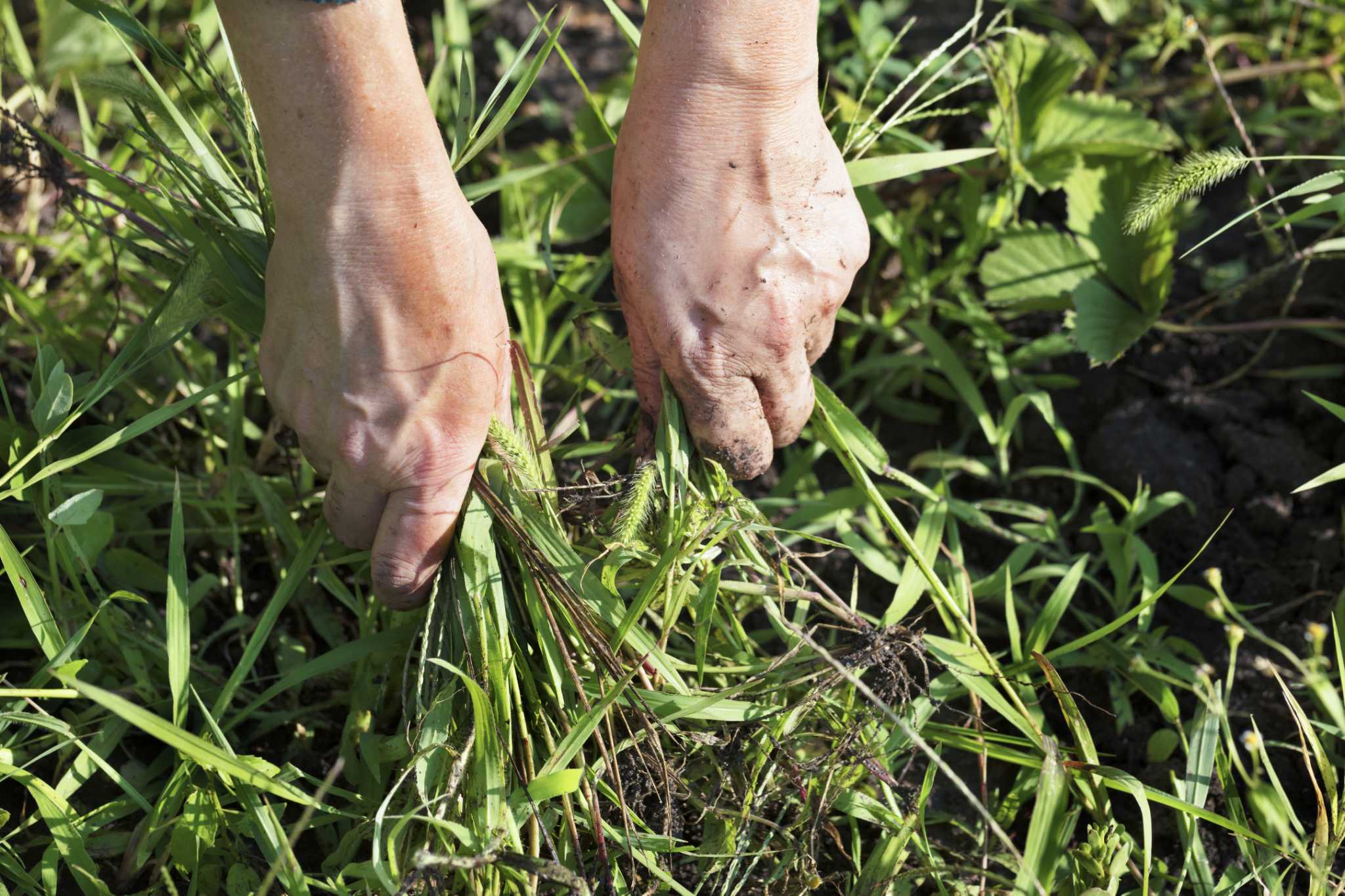 When Your Weed Mat Becomes a Mat of Weeds — Distinctive Gardening