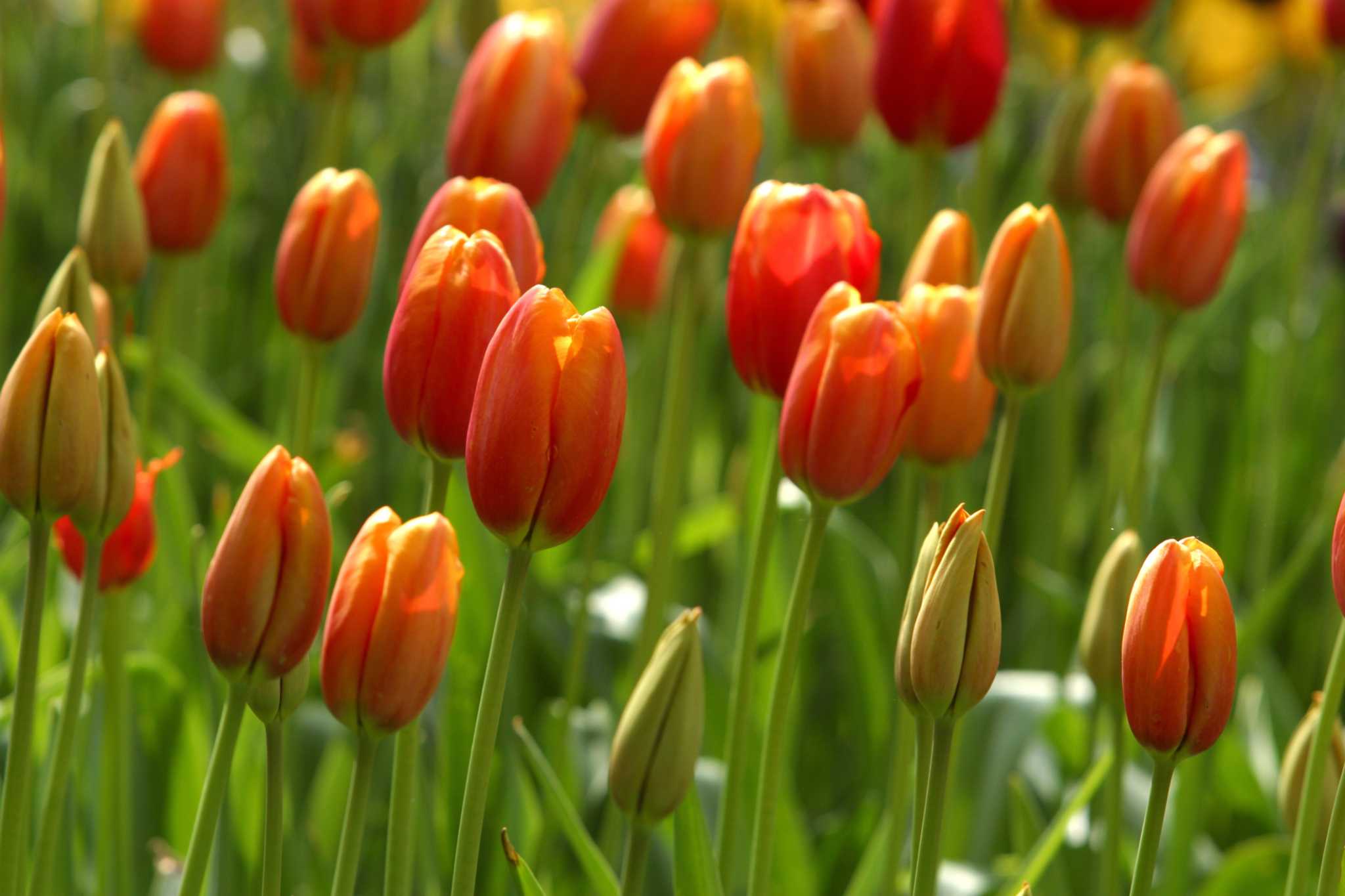 Tulip Bulbs & Pests