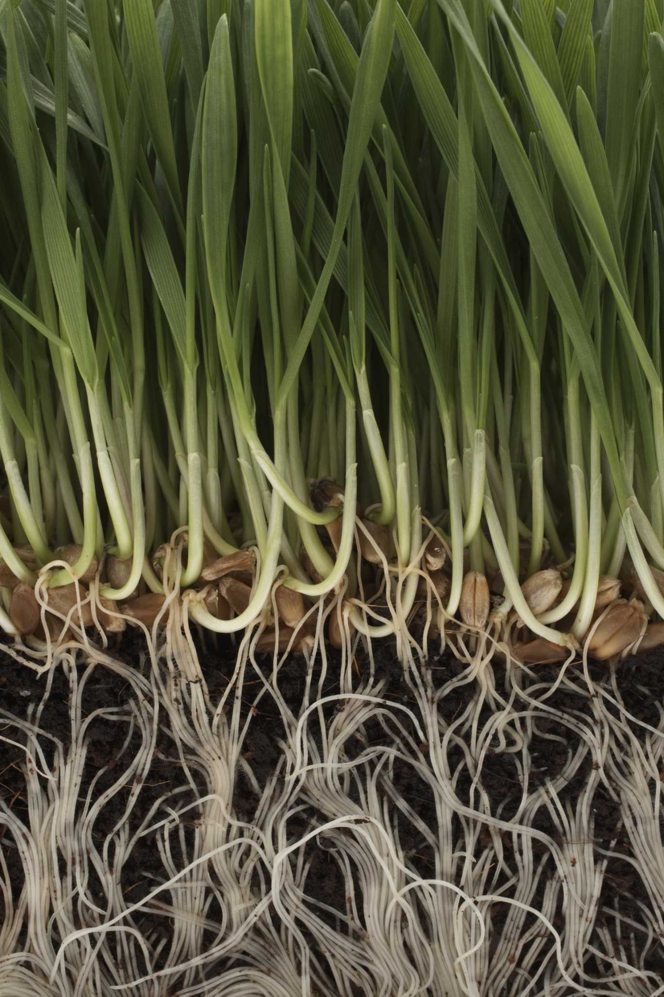 How Do Plants Get the Nutrients & Water They Need for Growth?