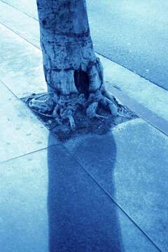 Structural Damage By Tree Roots What Kind of Structural Damage Can Tree Roots Cause?