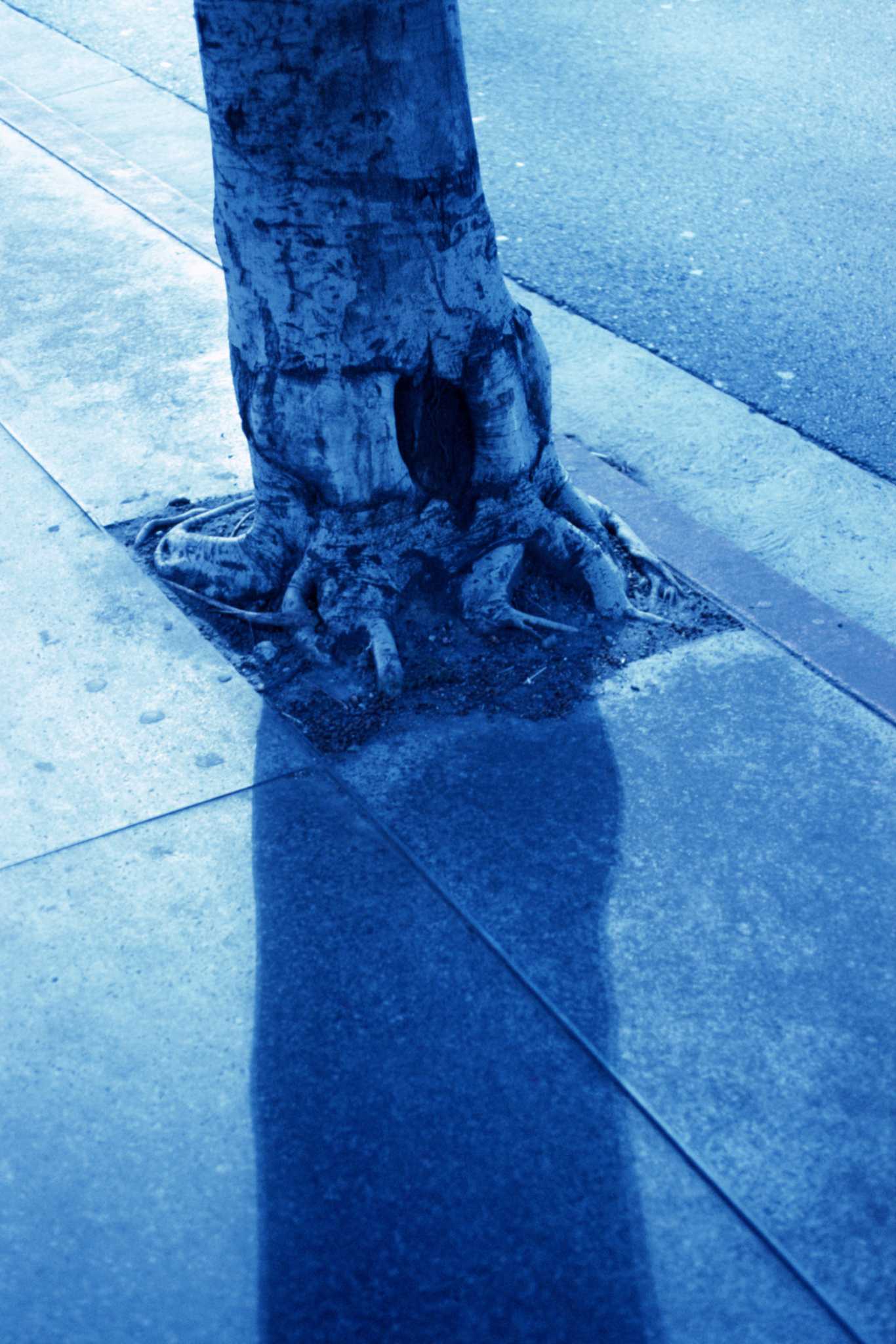 How to Prune the Roots of Camphor Berry Trees