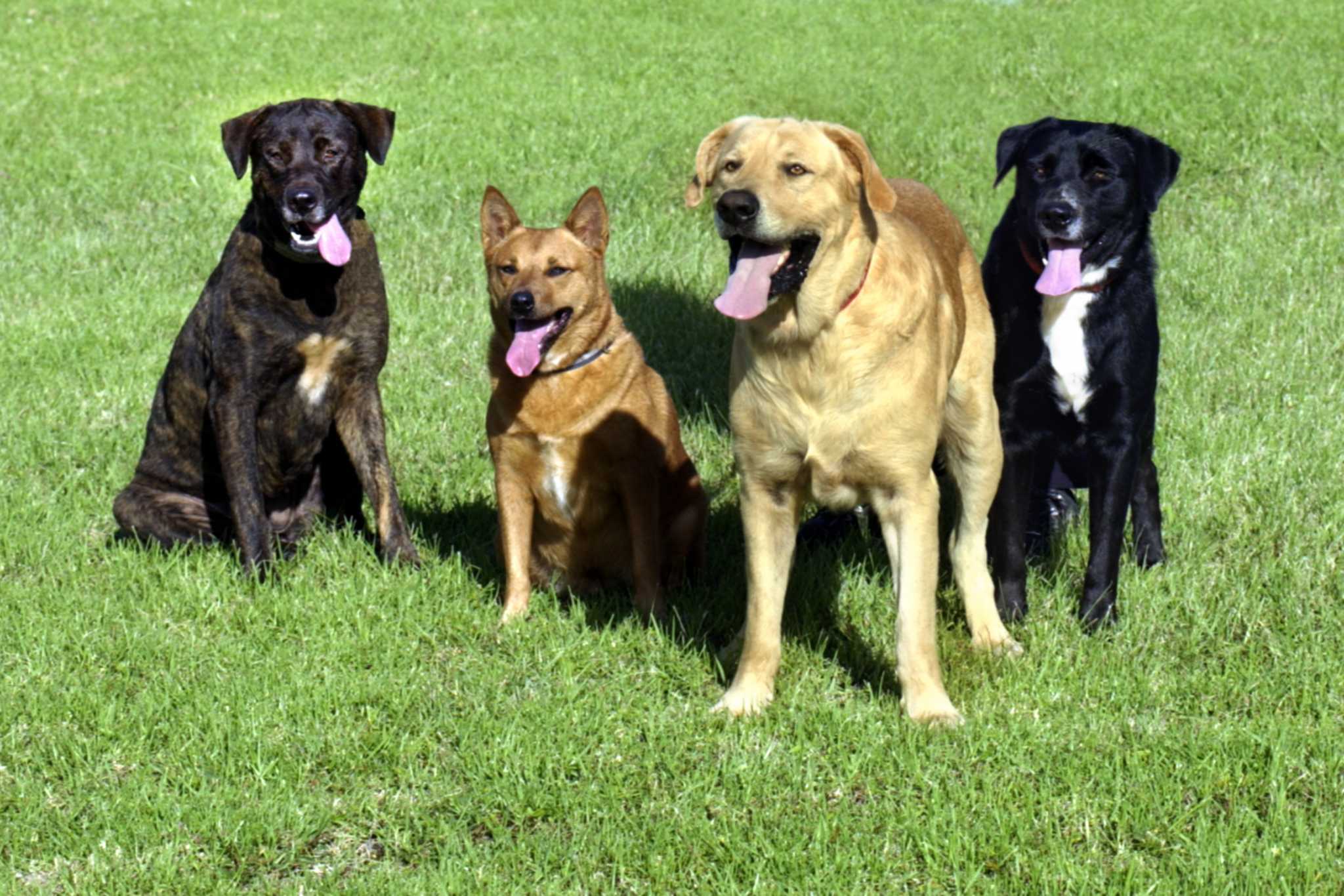 Is Preen Dangerous to Pets: Safety Tips Revealed