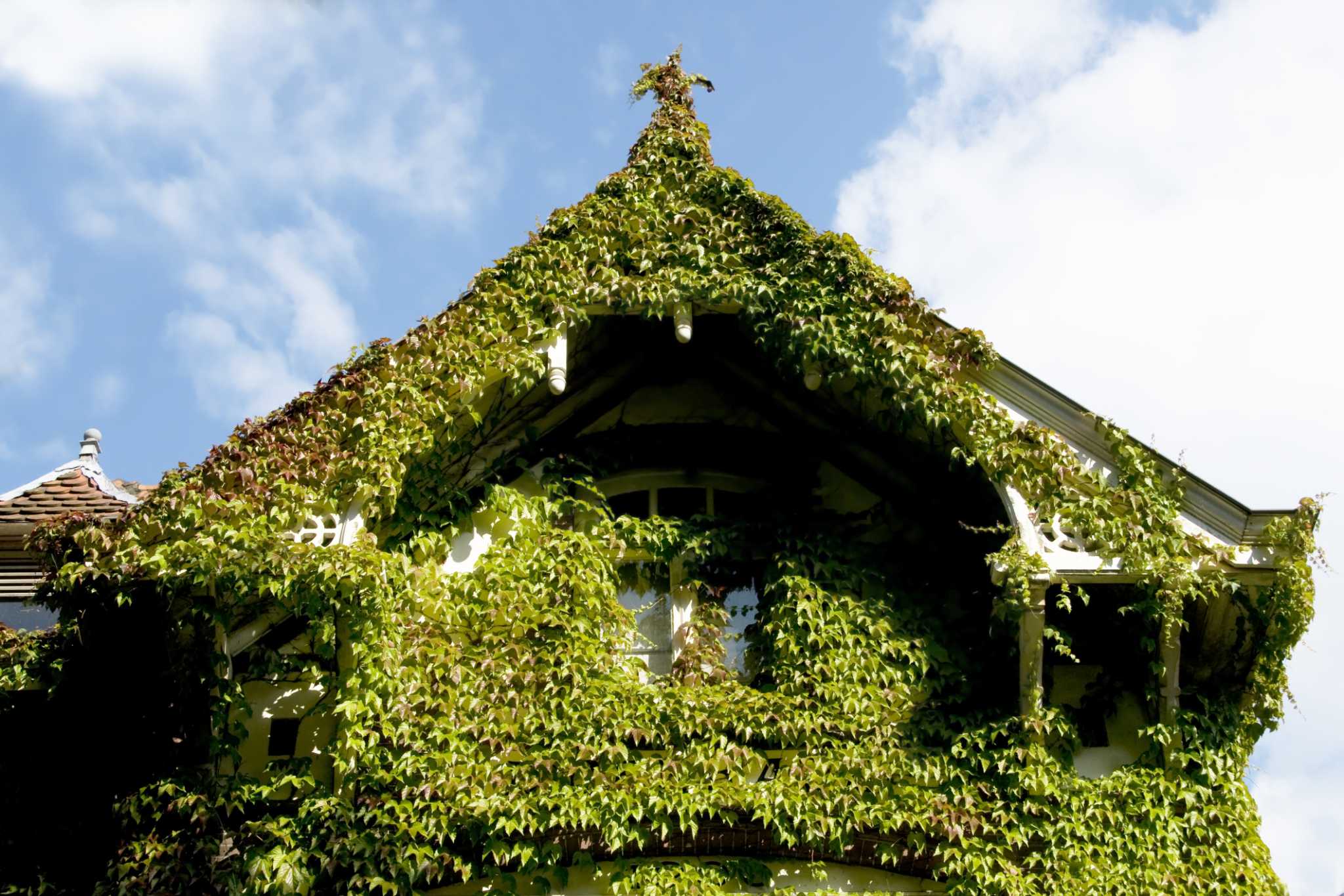 Does Ivy Attract Termites?